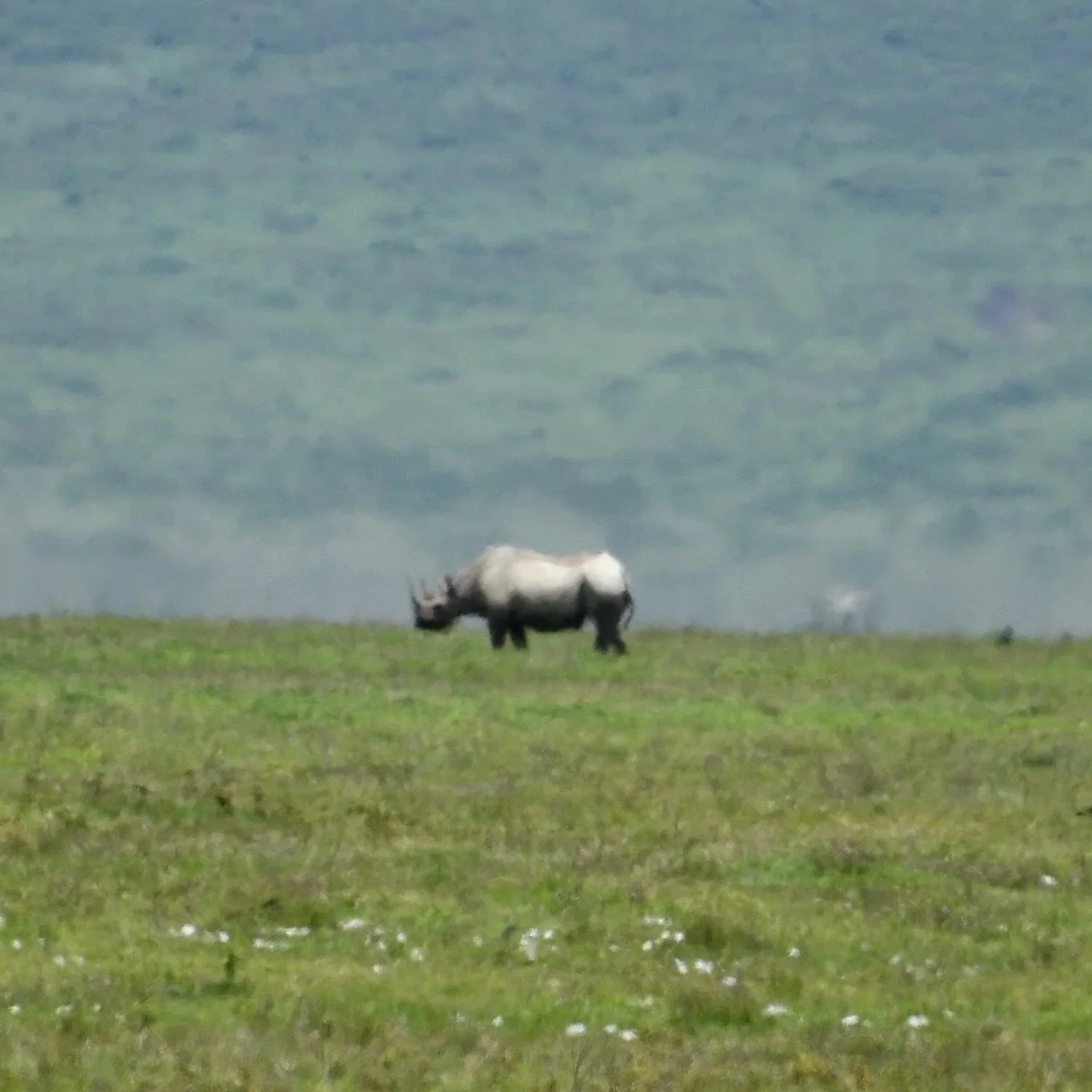 Black Rhinos and Hope: Creation Care in the Crater