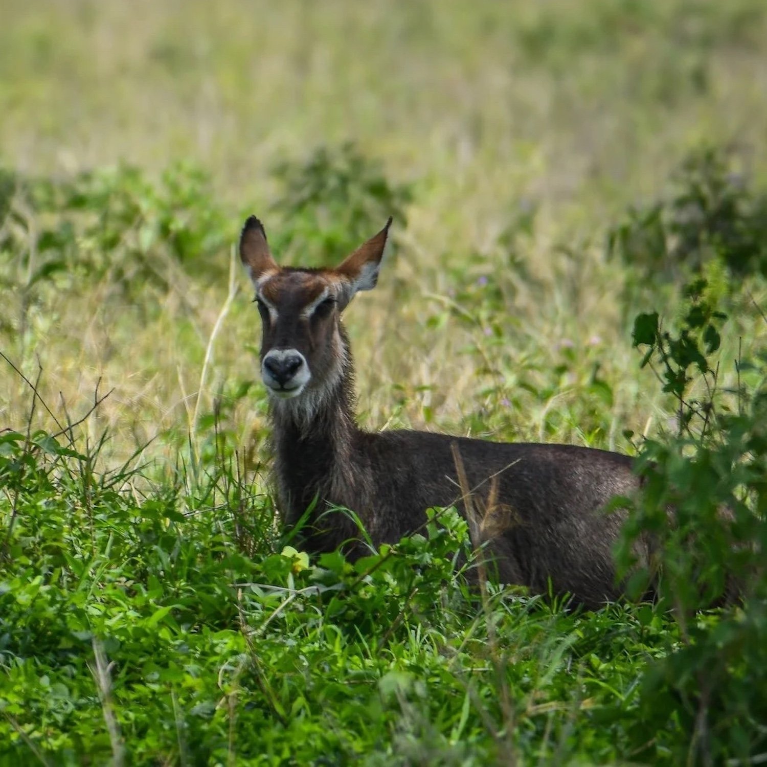The Shaggy Guardian of Tarangire: Spotting the Waterbuck