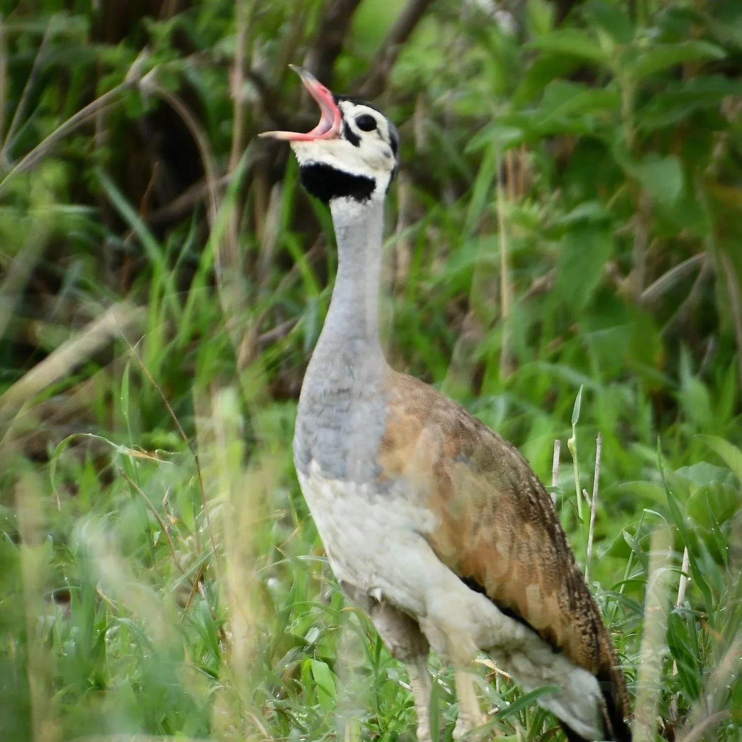 The Call of the White-bellied Bustard: A Romancer in Tarangire