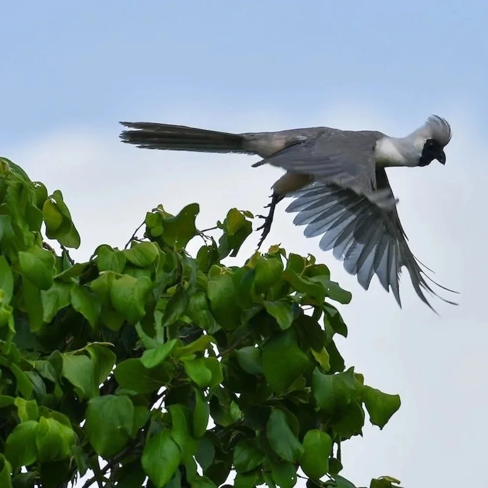 A Bare-faced Go-away-bird Takes Flight