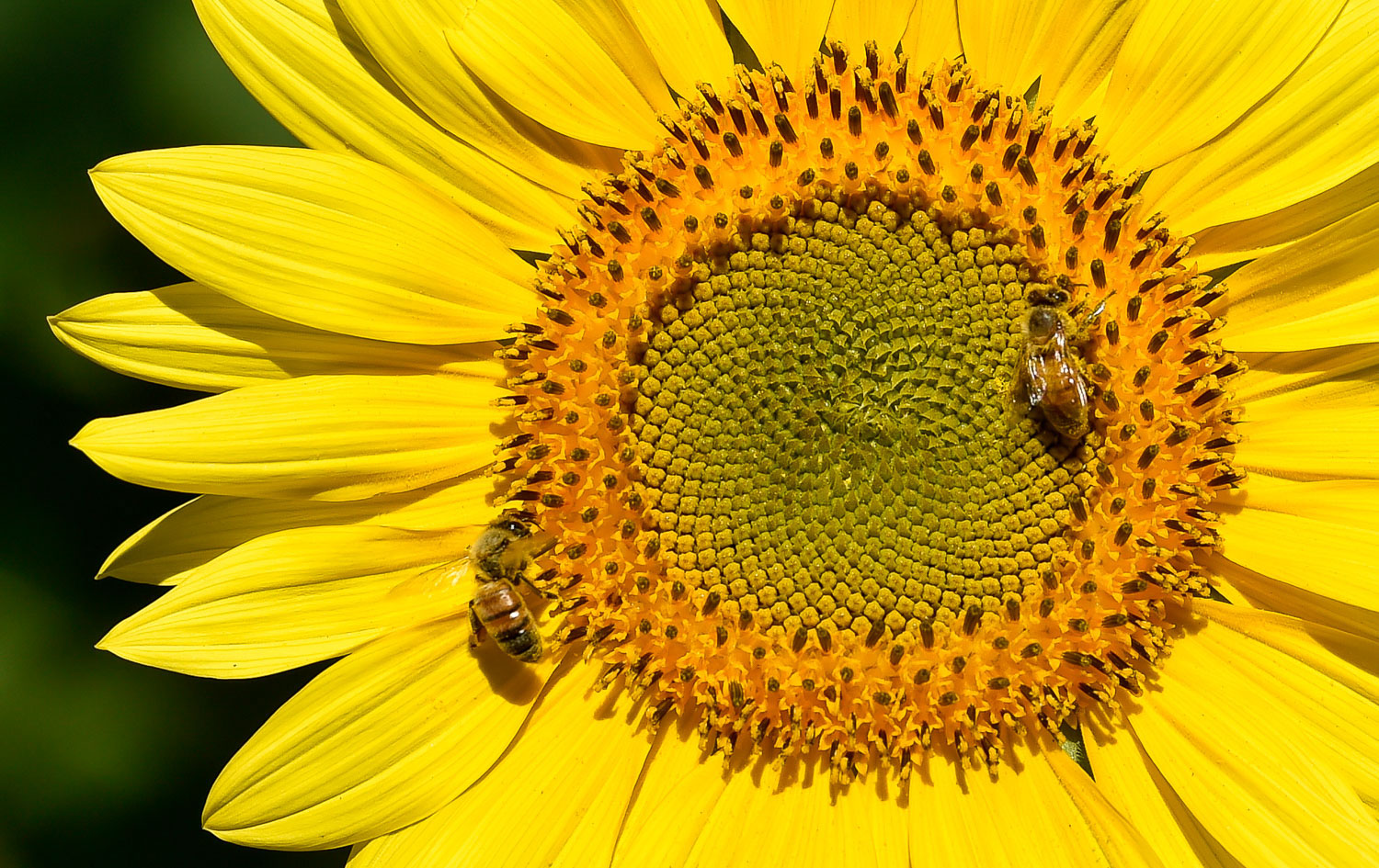 Nikon D4s, 1/1600 @ f7.1, ISO 200, 70-200mm