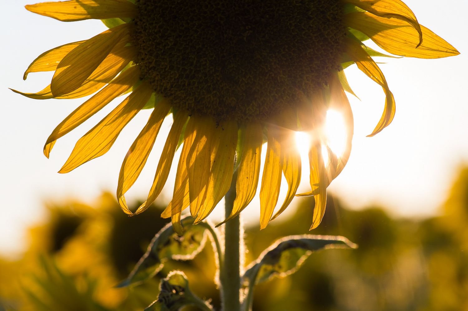 Nikon D4s, 1/250 @ f10, ISO 200, 70-200mm