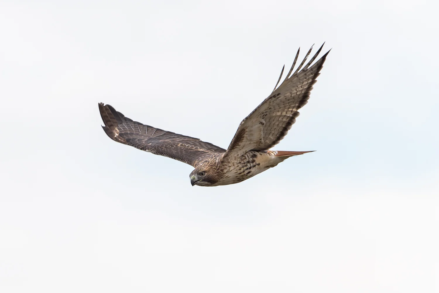 Nikon D810, 1/1000 @ f/5.6, ISO 220, 500mm with 1.4 tele-converter, on a tripod