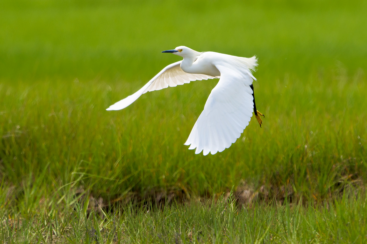 Nikon D810, 1/2000 @ f/7.1, ISO 500, 500mm with a 1.4x teleconverter