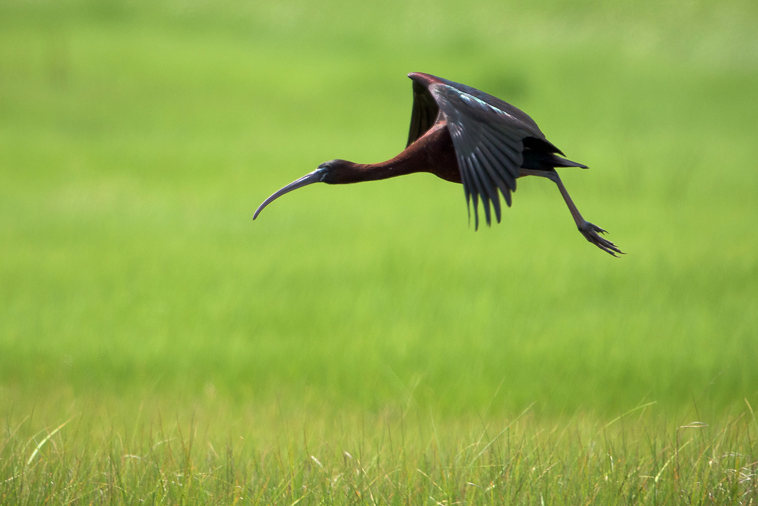 Nikon D810, 1/2000 @ f/7.1, ISO 800, 500mm with a 1.4x teleconverter
