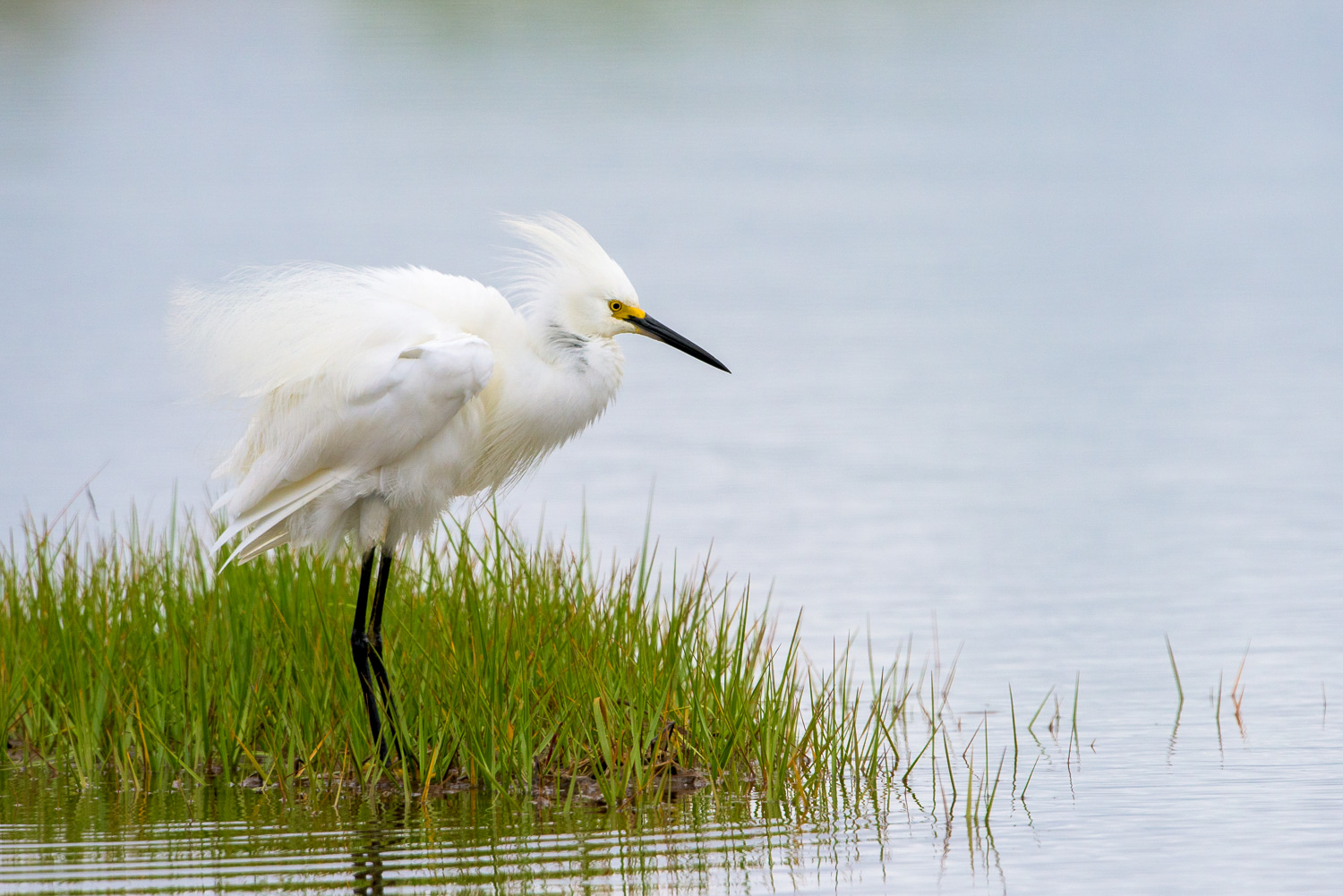 Nikon D810, 1/2500 @ f/8, ISO 560, 500mm with a 1.4x teleconverter