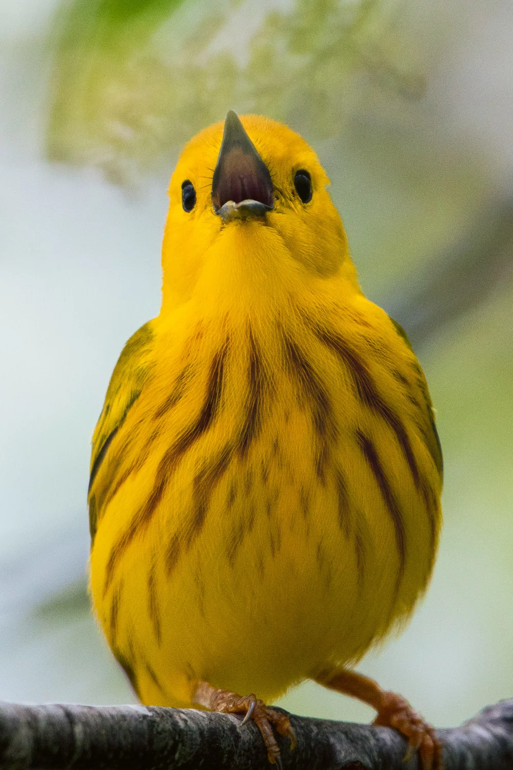 Nikon D500, 1/1,000 @ f/6.3, ISO 640, 500mm with 1.4x