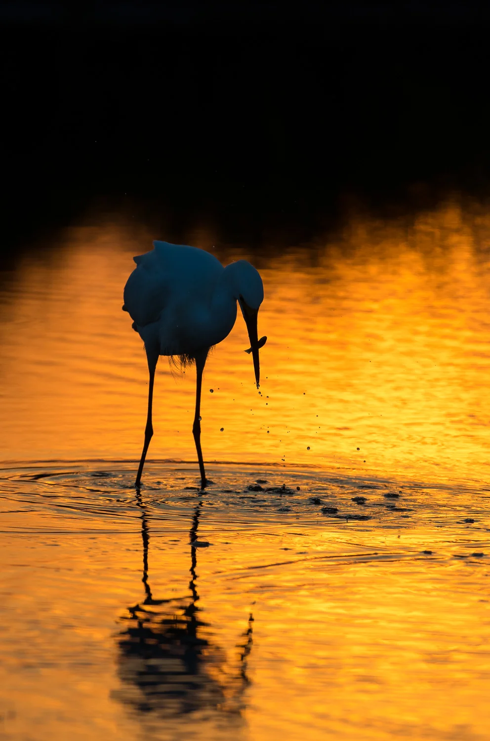 Nikon D500, 1/2000 @ f/6.3 @ ISO 360, 500mm