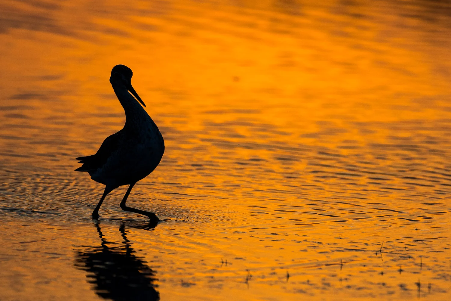 Nikon D500, 1/2000 @ f/6.3 @ ISO 360, 500mm
