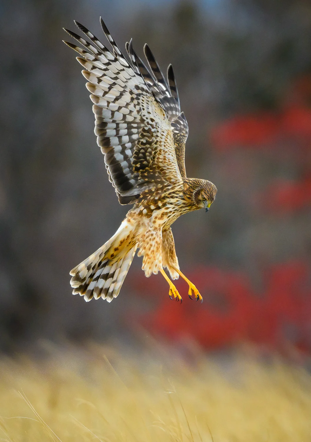 Nikon D500, 1/2000 @ f/4, ISO 1100, 500mm