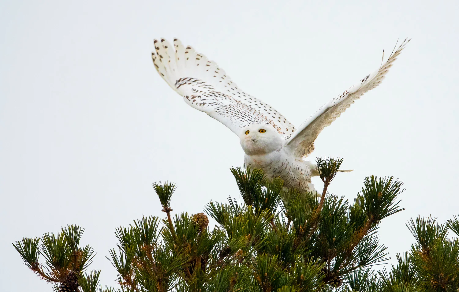 Nikon D500, 1/2000 @ f/4.5, ISO 2000, 500mm