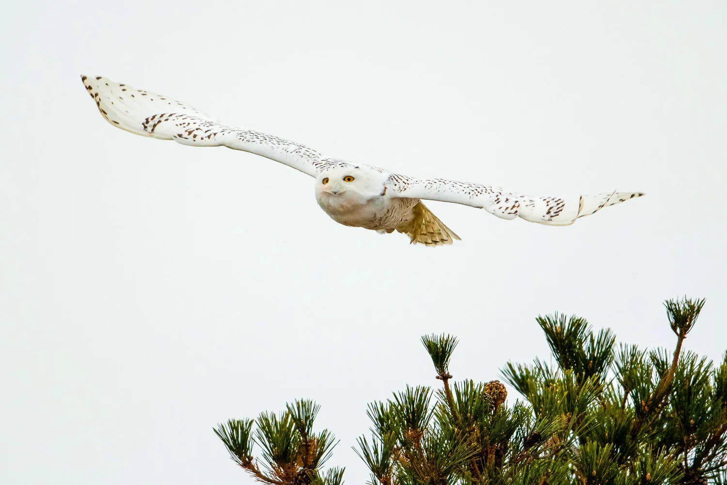 Nikon D500, 1/2000 @ f/4.5, ISO 2000, 500mm