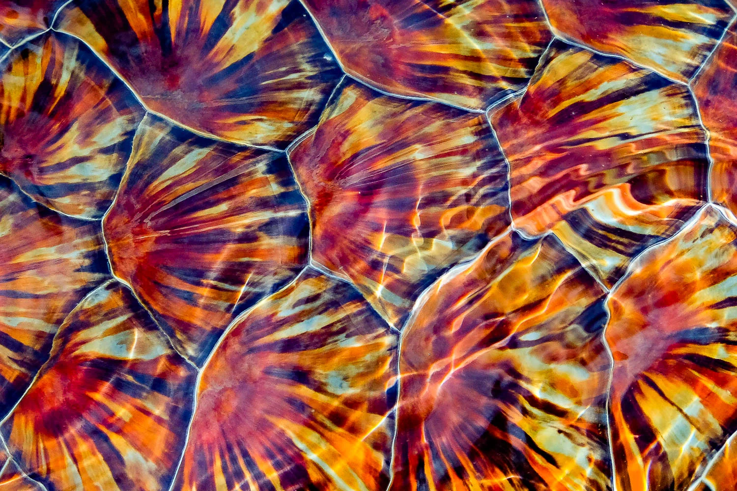 A close up of a sea turtle shell.