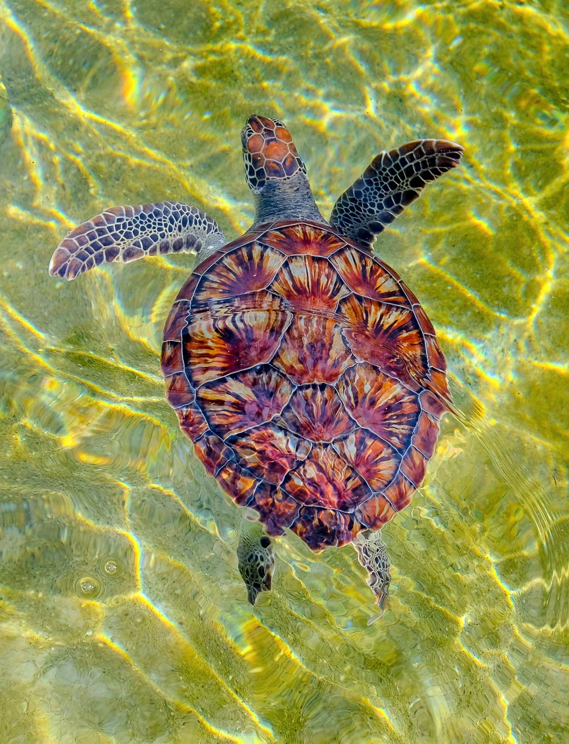 Sea turtle