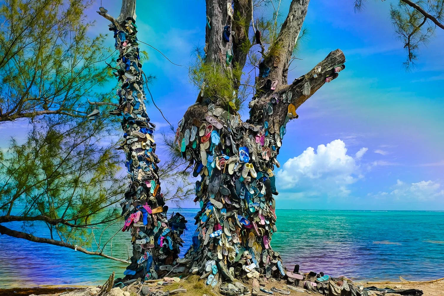Cayman Shoe Tree