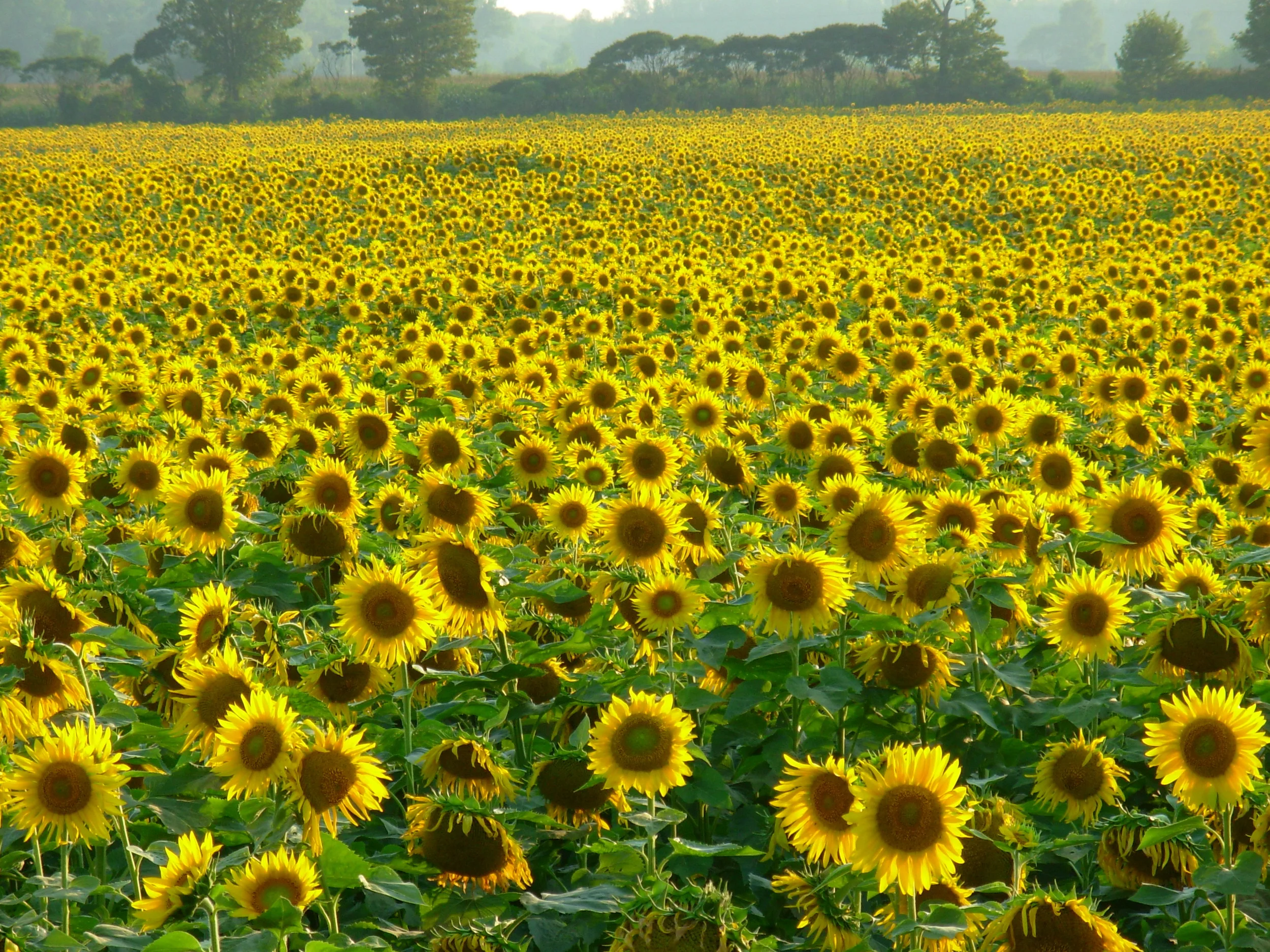 sunflowers.jpeg.JPG