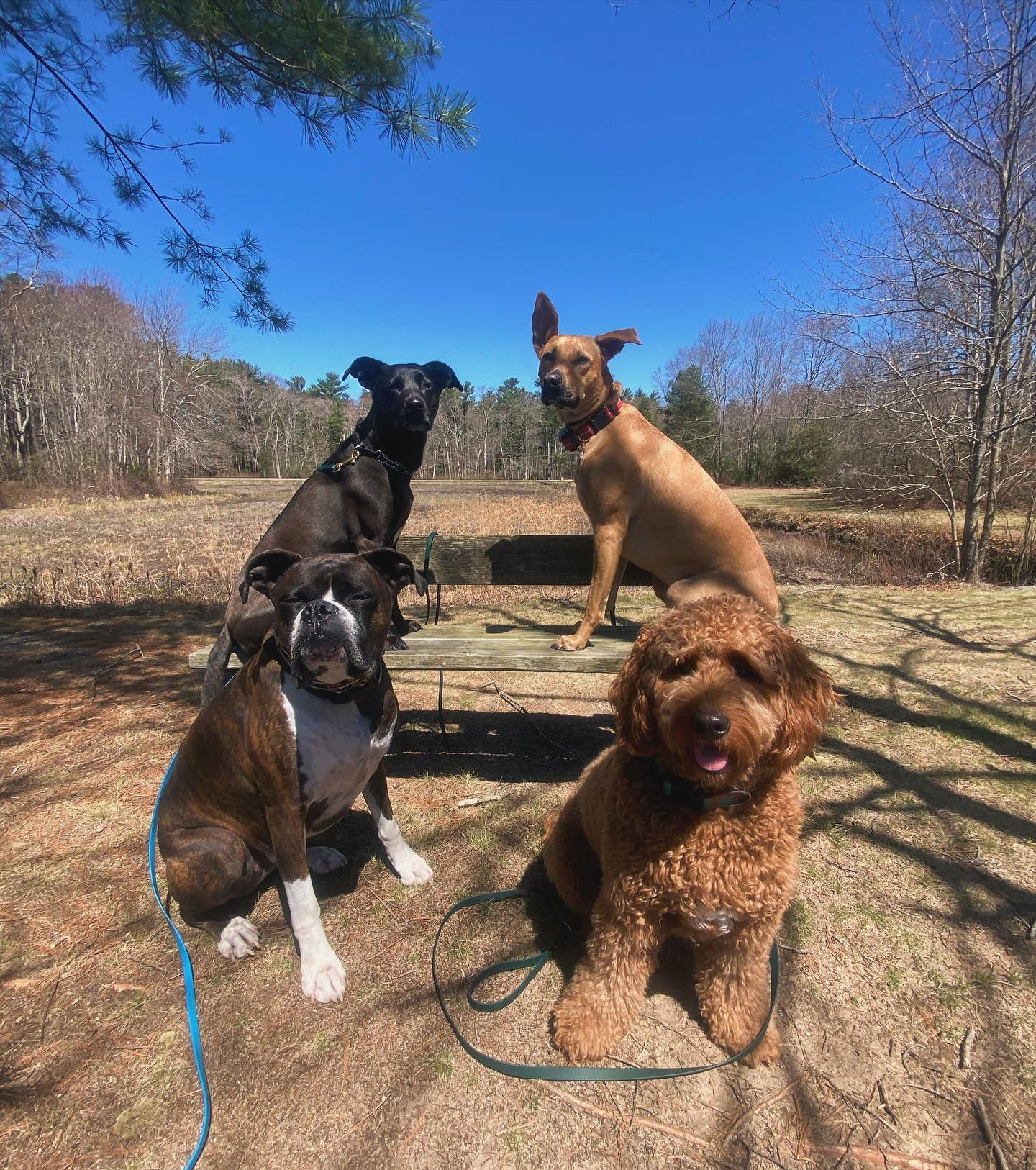 Soaking up the sun with Coco, Ruby, Wally and Ollie