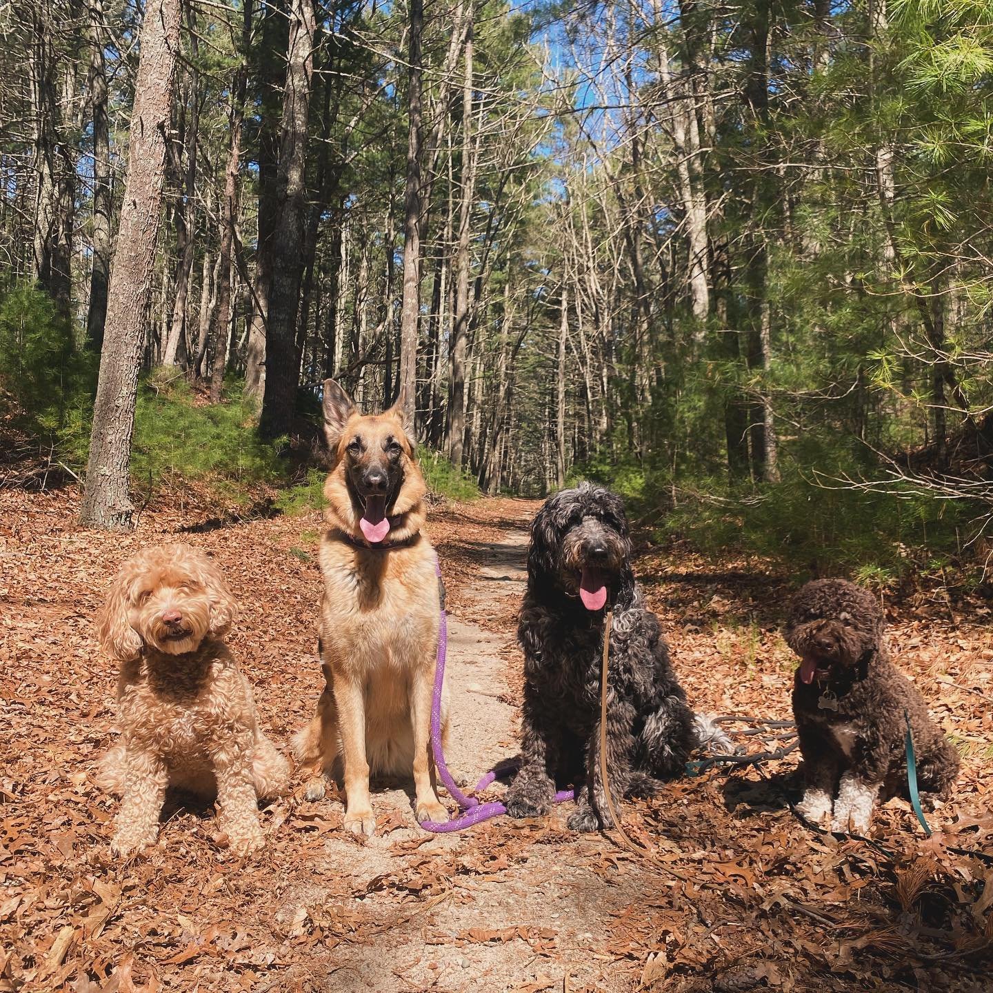 Soaking up the sun with Betty, Kalj, Otis and Leo