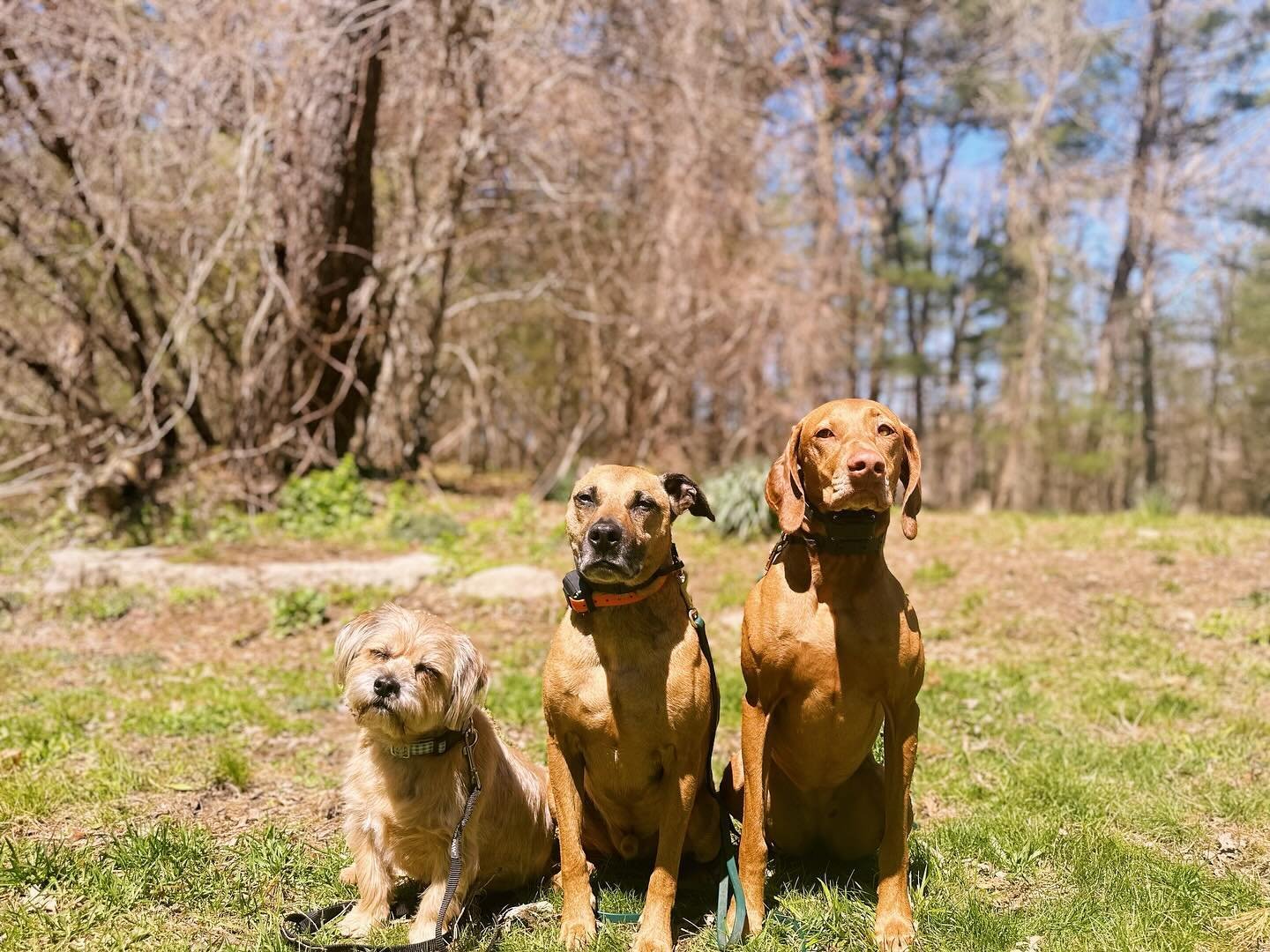 Teddy, Gambito, and Gigi!💚