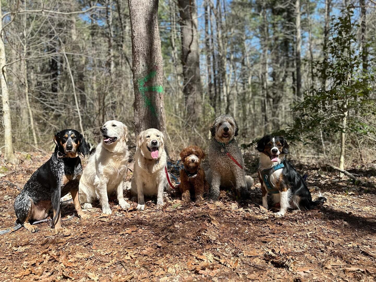 Best time of year to hike! Sunny and warm 🐕