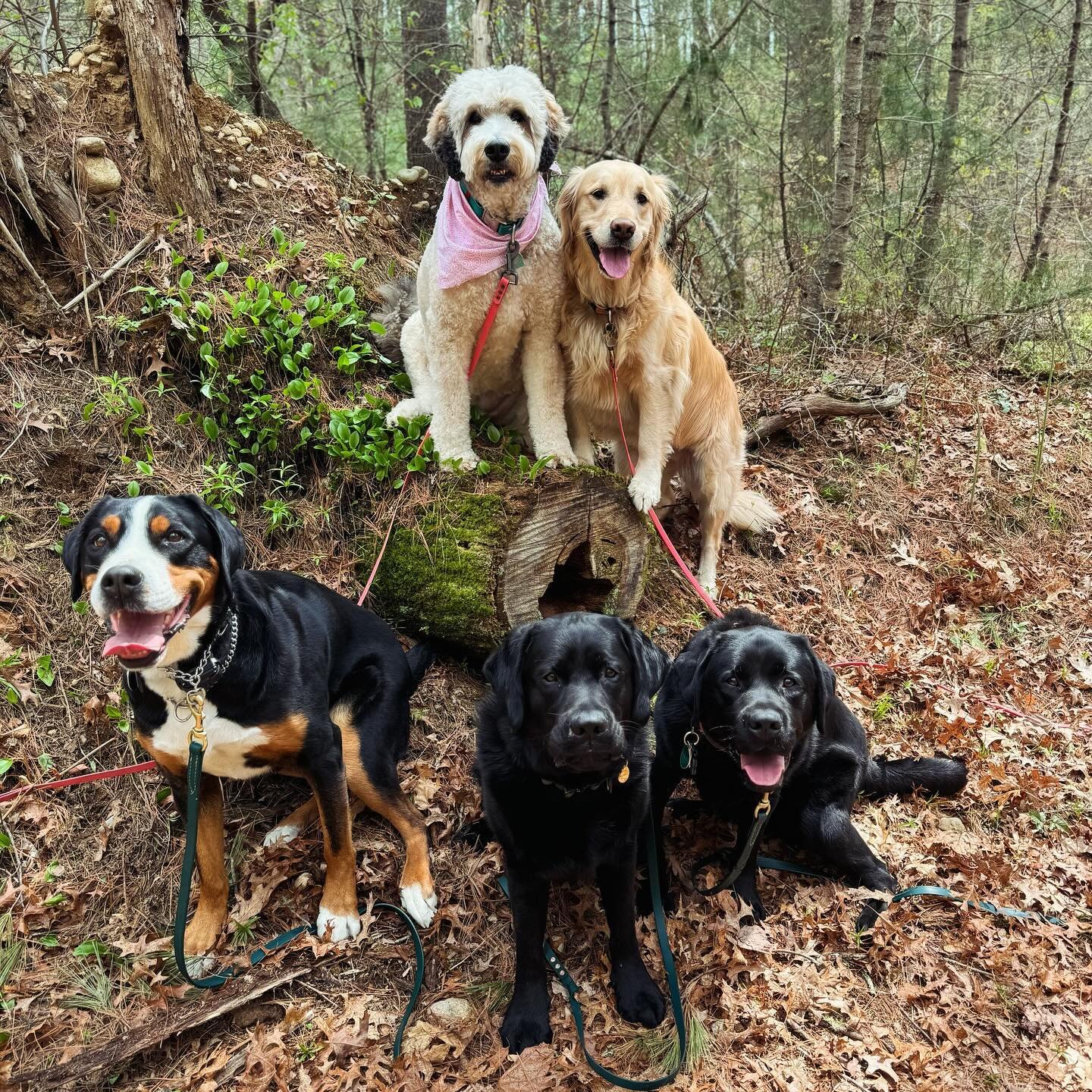 Winnie, Otis, Mack, Belle and Daisy❤️