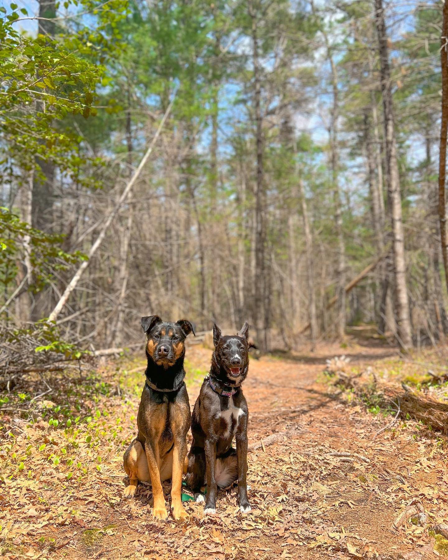 Paisley and Beesly❤️