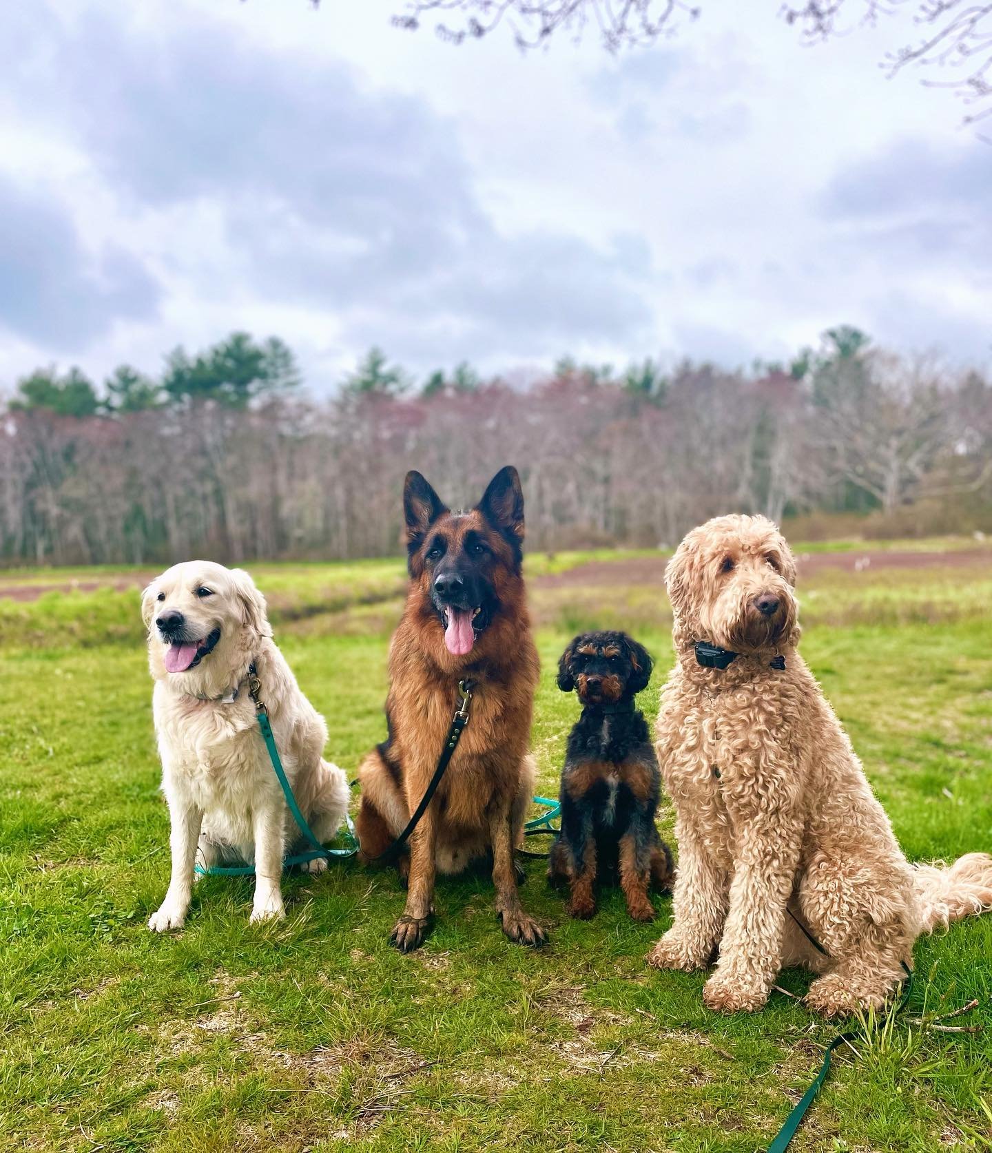 Bretton, Axel, Bear, and Maisie 🐾 spending the day chasing geese, playing in spring mud, and choosing between all the sticks in the world which one is the best to keep away