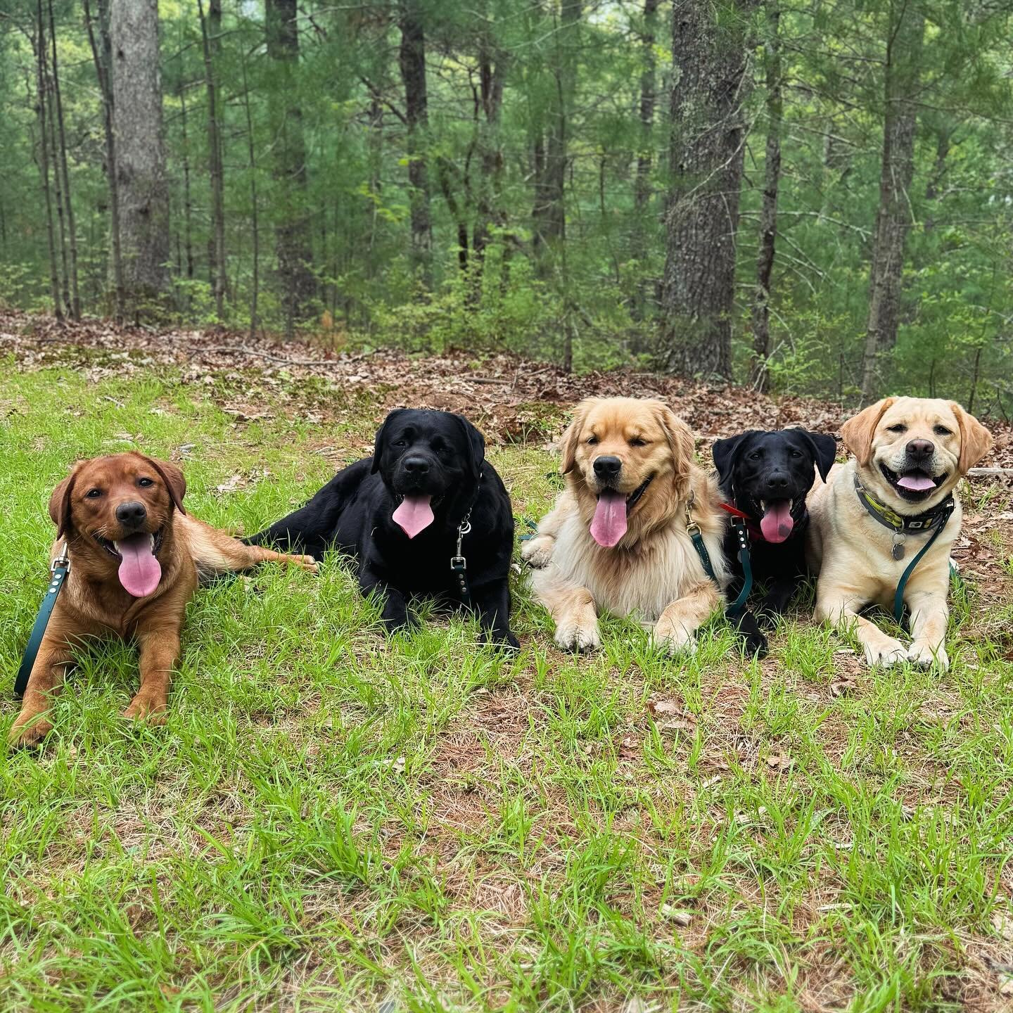 Happy Hump Day from Penny, Fife, Colt, Fergie and Clyde!