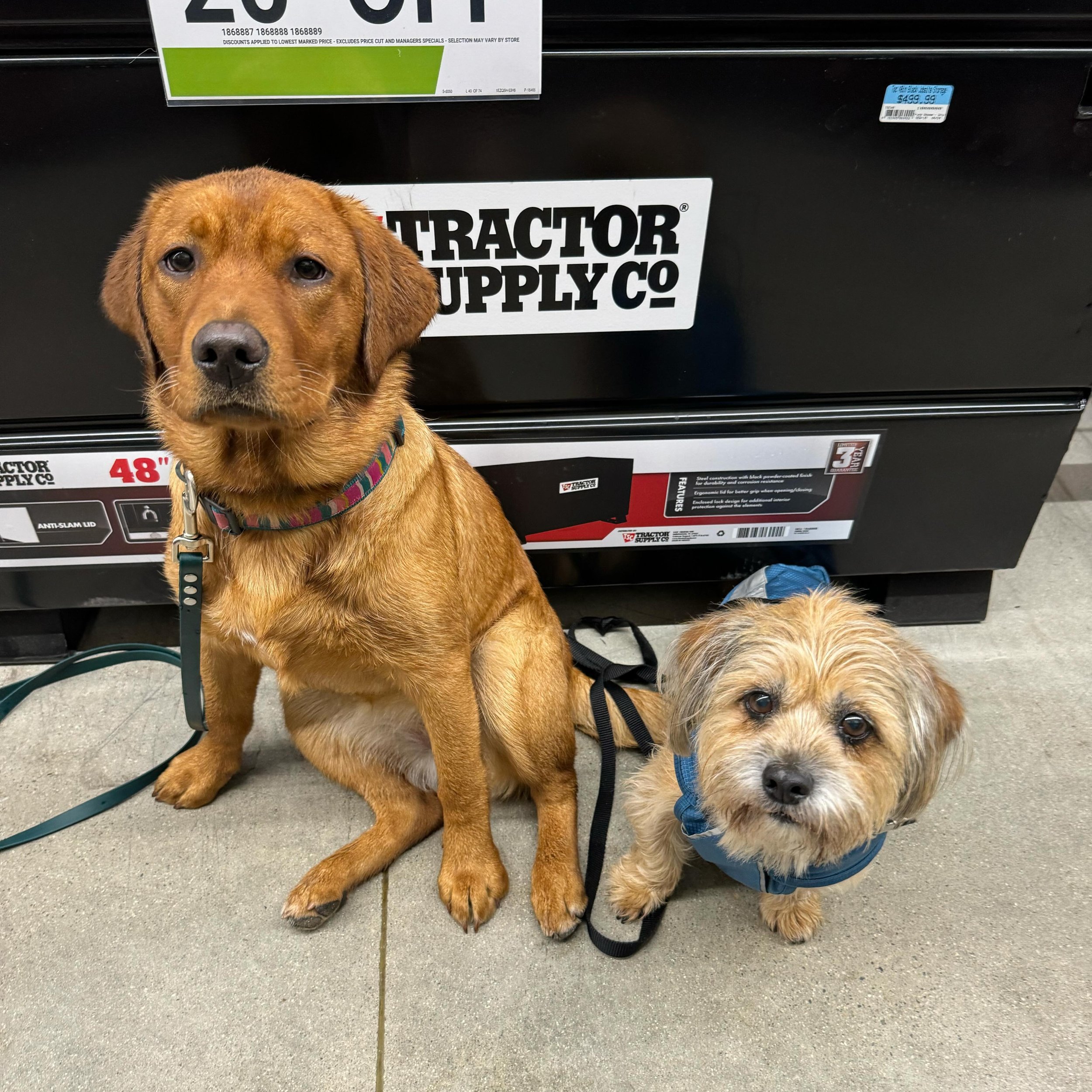 Penny and Teddy at Tractor supply!