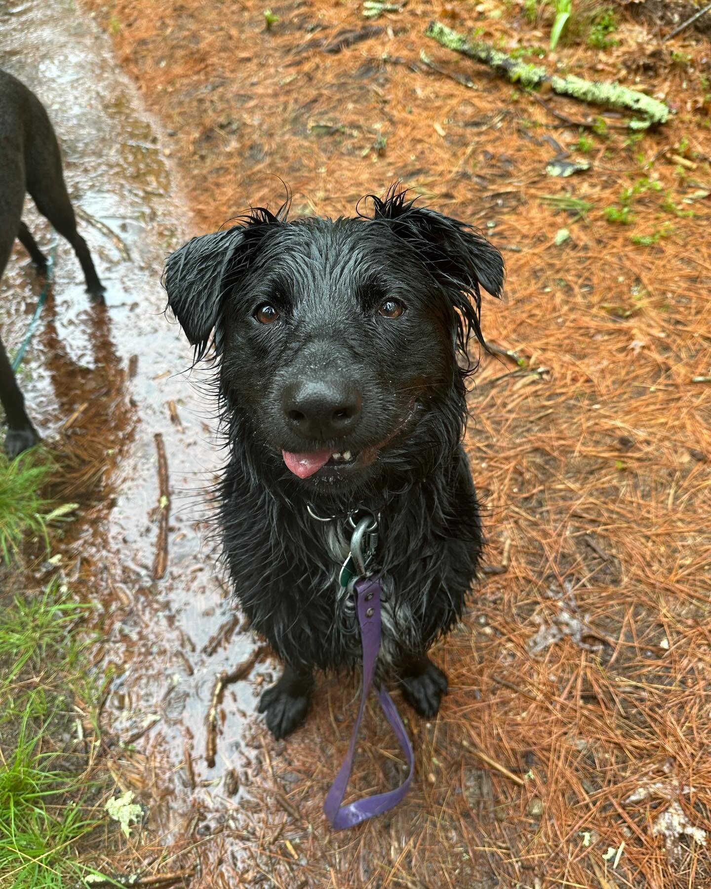 Rainy Thursday 🌧️ 🐕