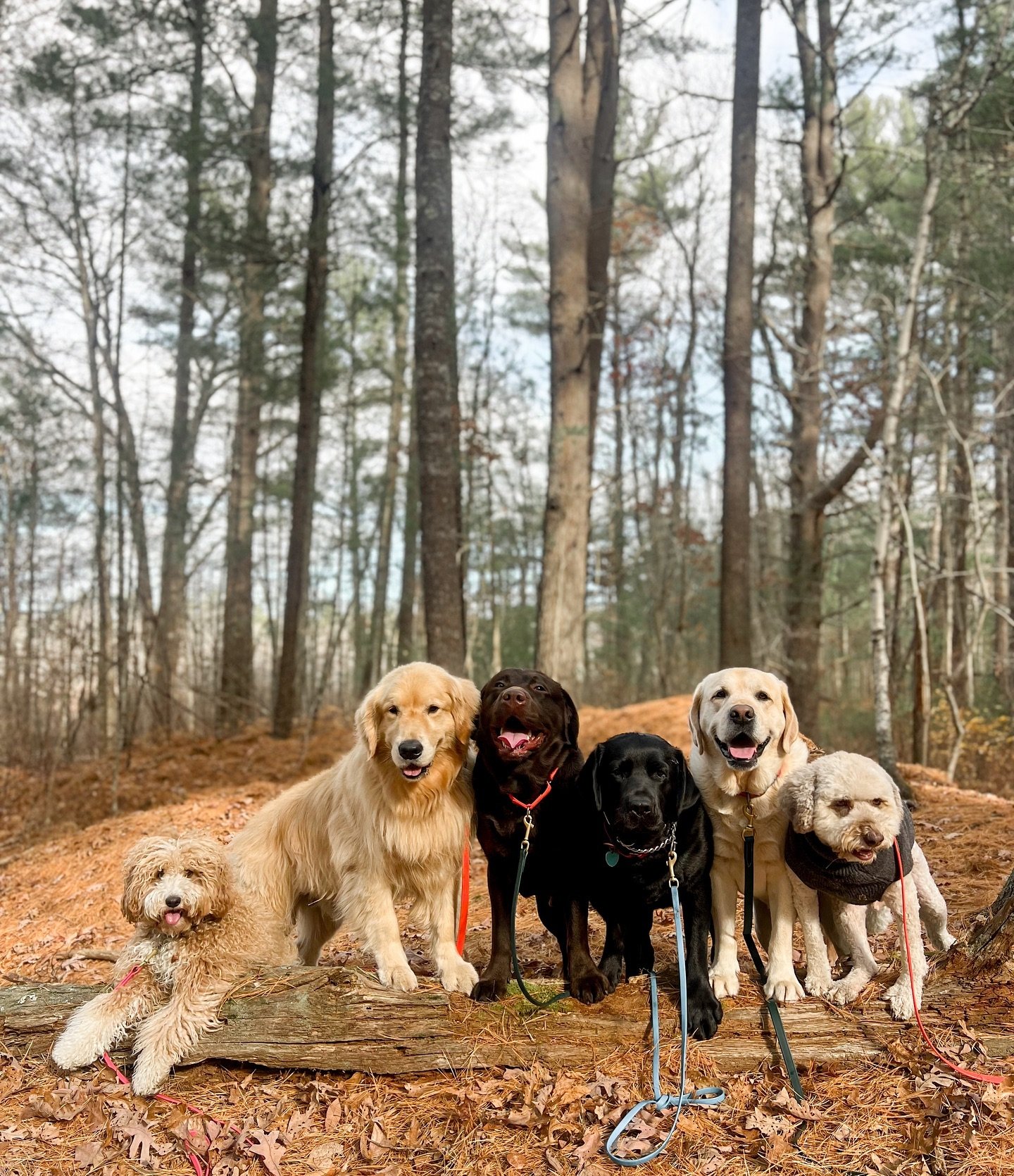 Happy Wednesday! The fall weather has arrived 🍂🐾❄️
