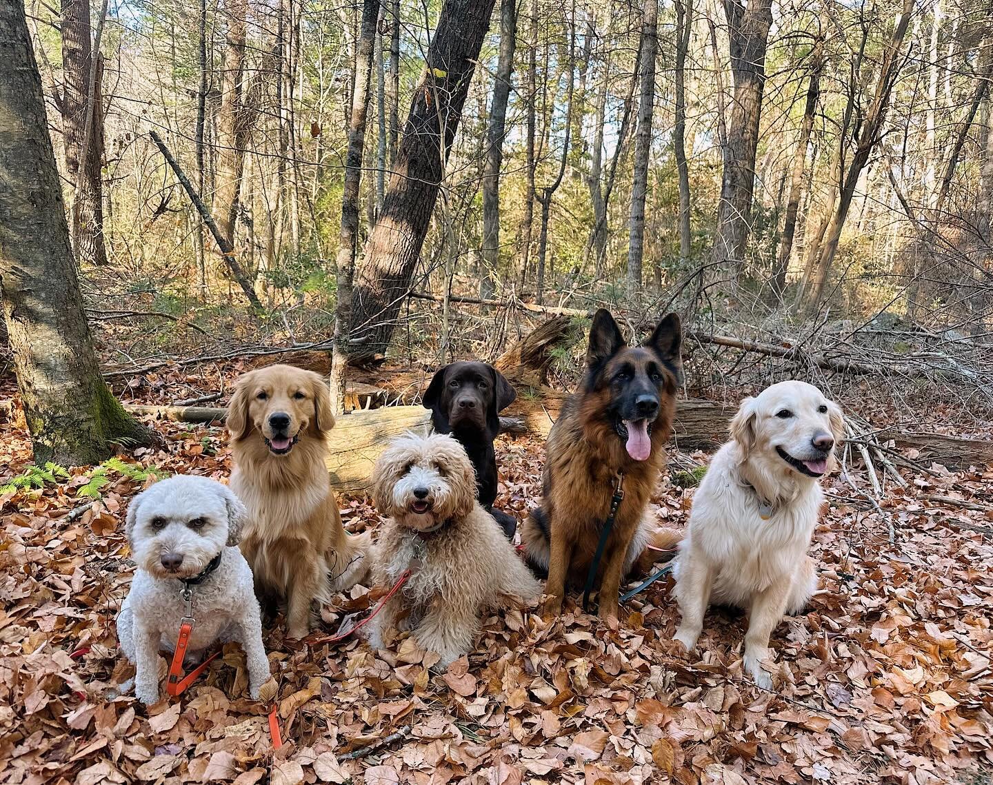 Tuesday&rsquo;s happy hikers in COHO:)🫶🐶