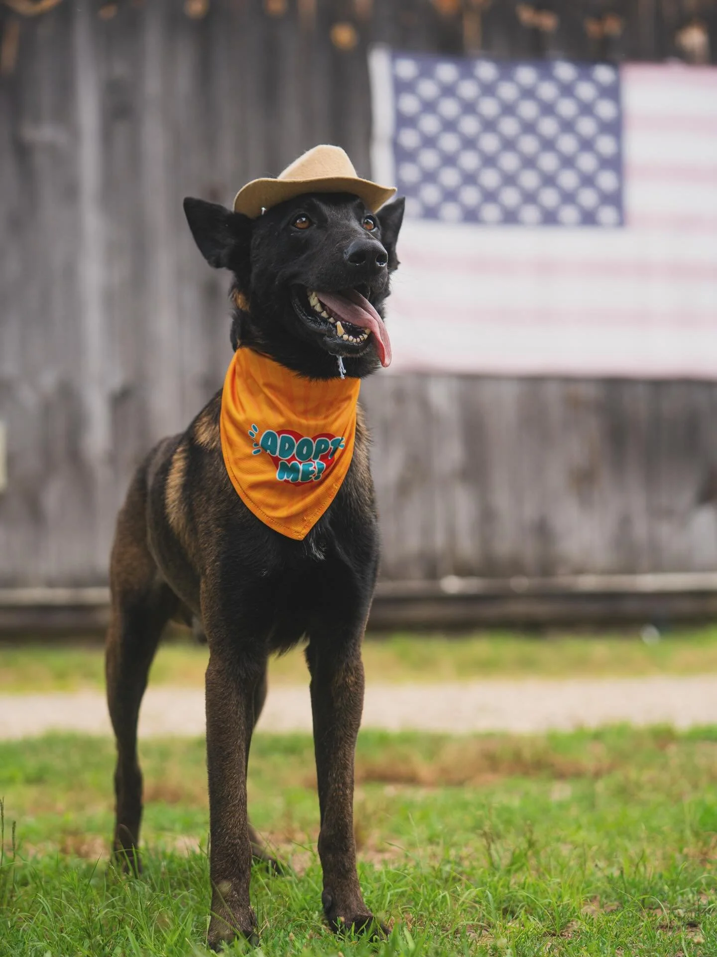 Howdy partner!
Cypress is a handsome Malinois available for adoption through @offleash_secondchance 
Social with people and dogs, he is a well-balanced dog who has no problem settling at your feet. Bonus: looks cute in a cowboy hat