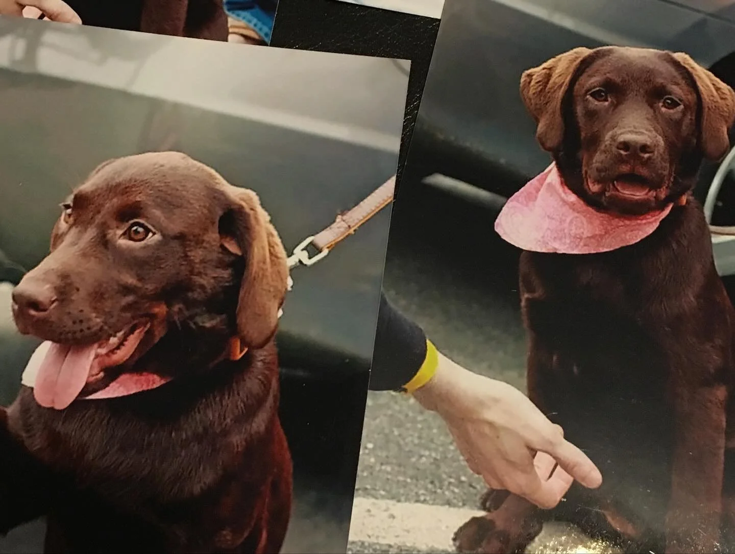 10 years ago today, @dannosgram became my first dog walking client. His newly adopted dog, Cassie, needed more than a walk around the block — she had eaten her way out of several crates and he was struggling to find a service that would be able