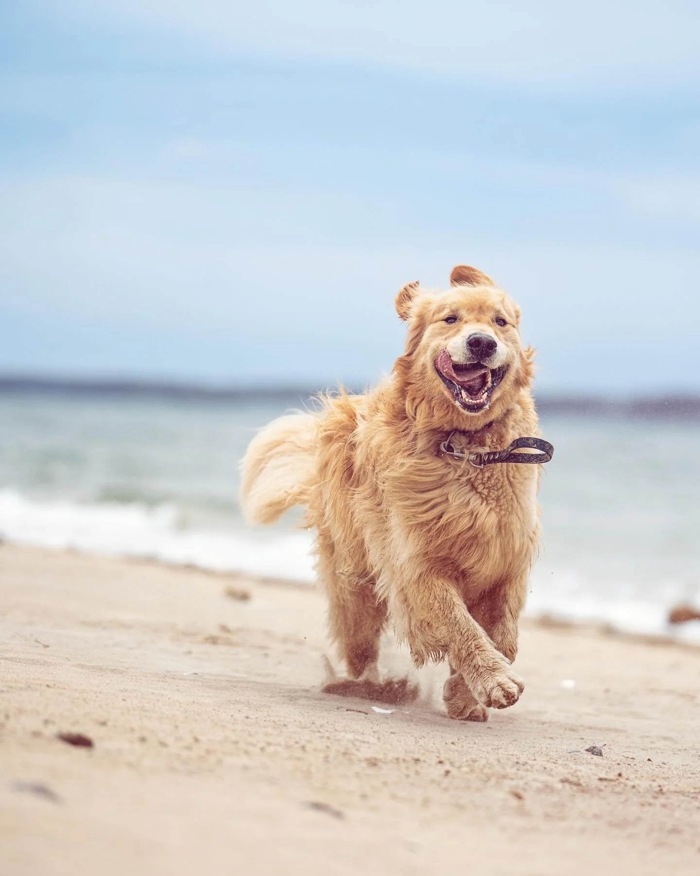 That off-leash feeling π