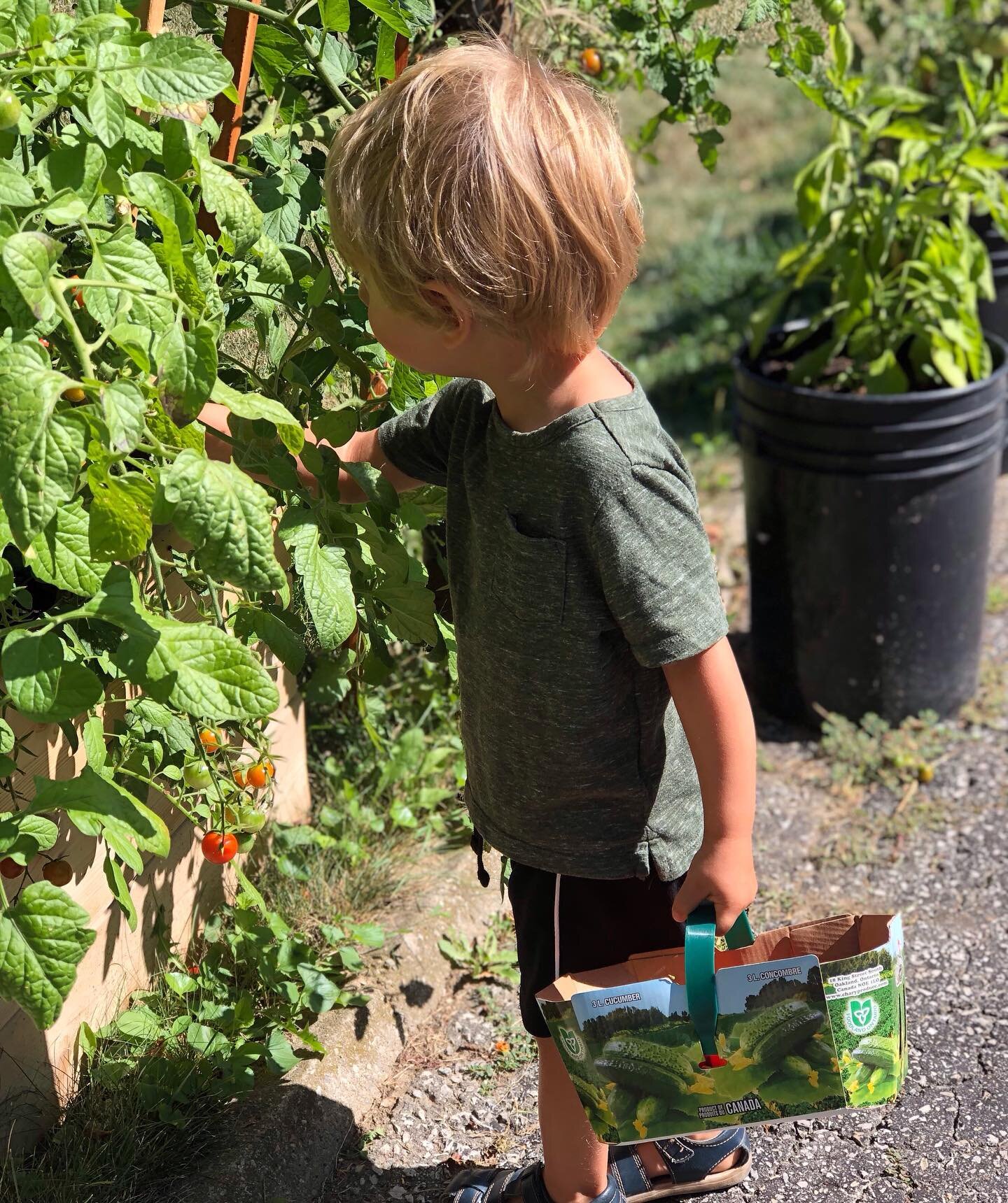 Where does food come from?

Do your kids know? 

It&rsquo;s #localfoodweek here in #Ontario. The perfect time to celebrate the bounty that&rsquo;s grown and produced close to home!

Helping kids learn about our interconnected food system gives them a