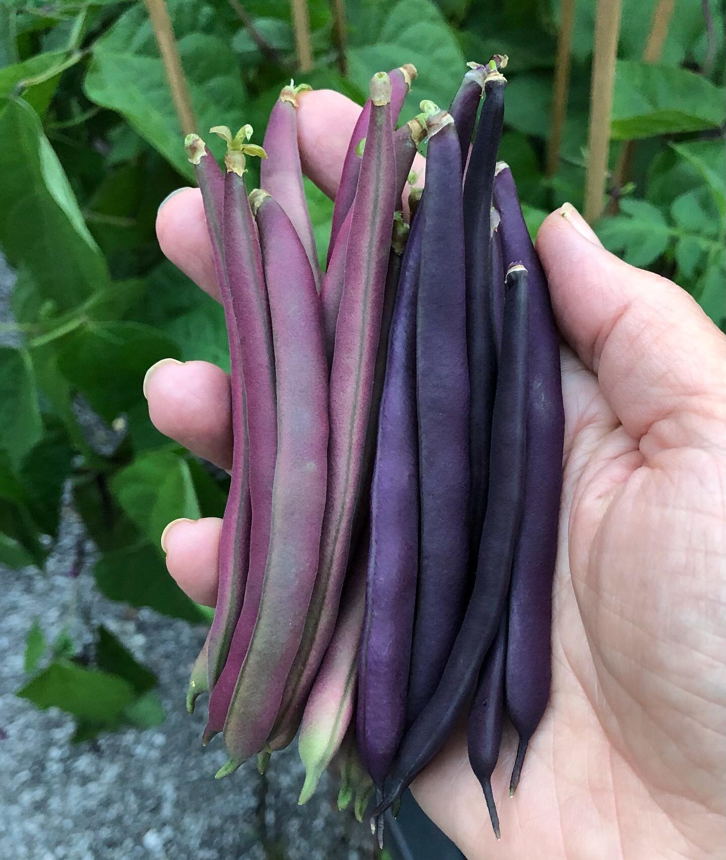 Vitamin WOW

These beans are loaded with it.

From the WOW of watching tiny seeds sprout and push up through the earth, to watching the seedlings unfurl and stretch out their first leaves.

Then, seeing how care, water &amp; sunshine helped those tin