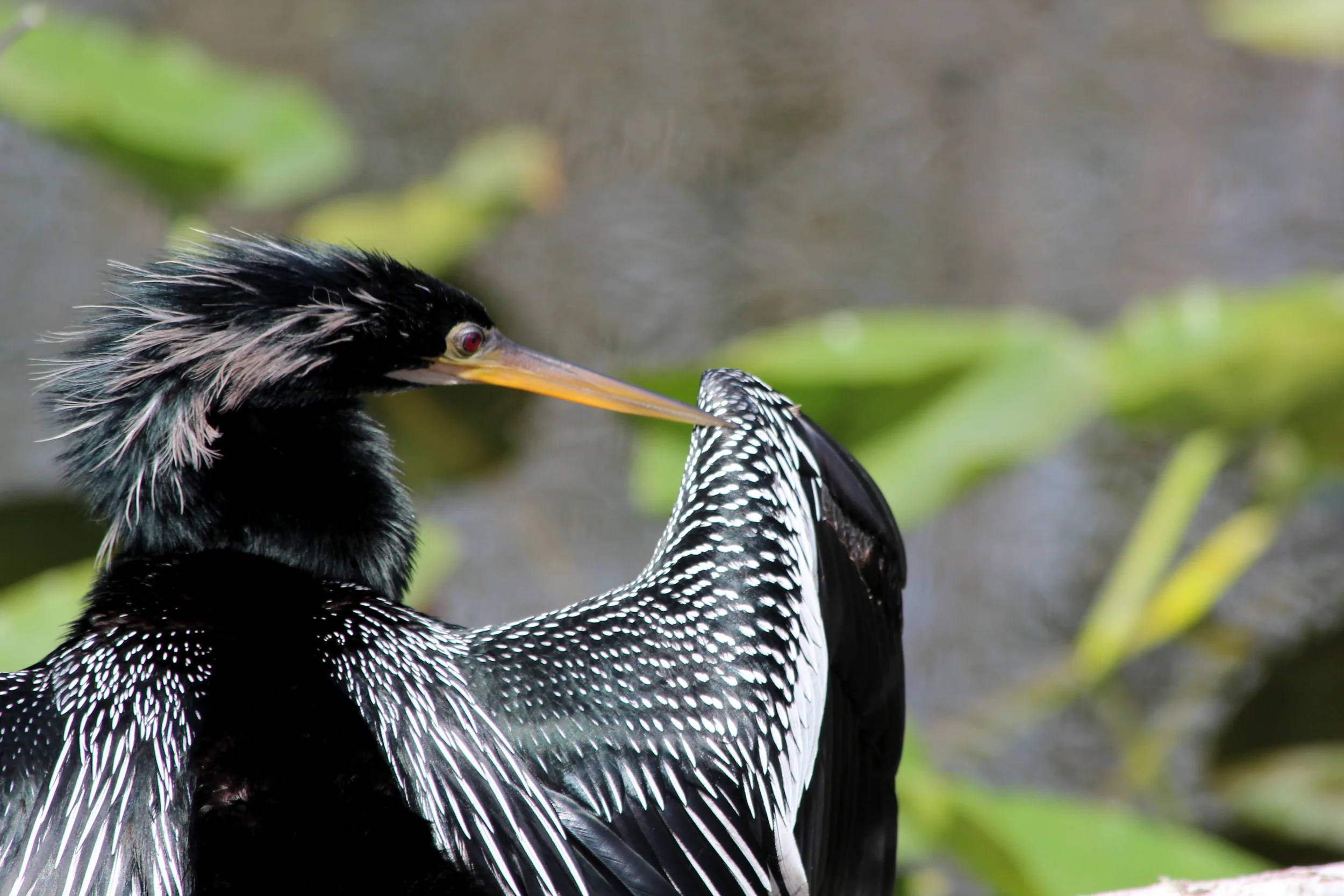 Anhinga
