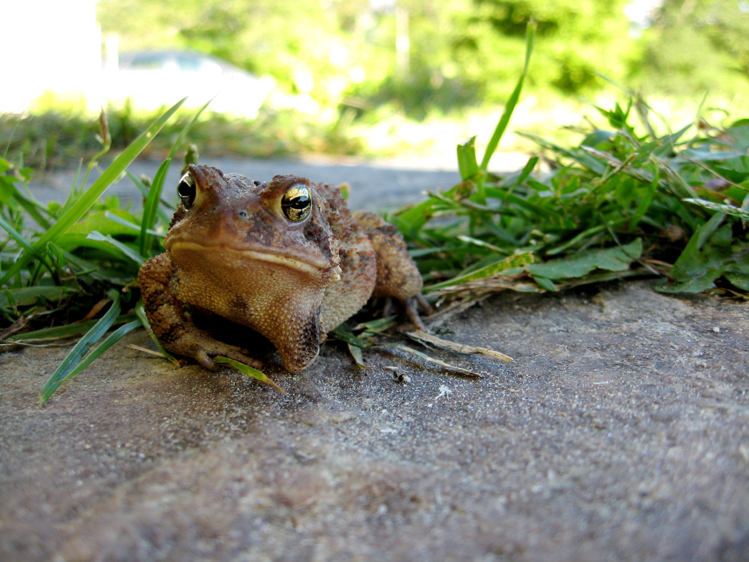 Three-legged toad