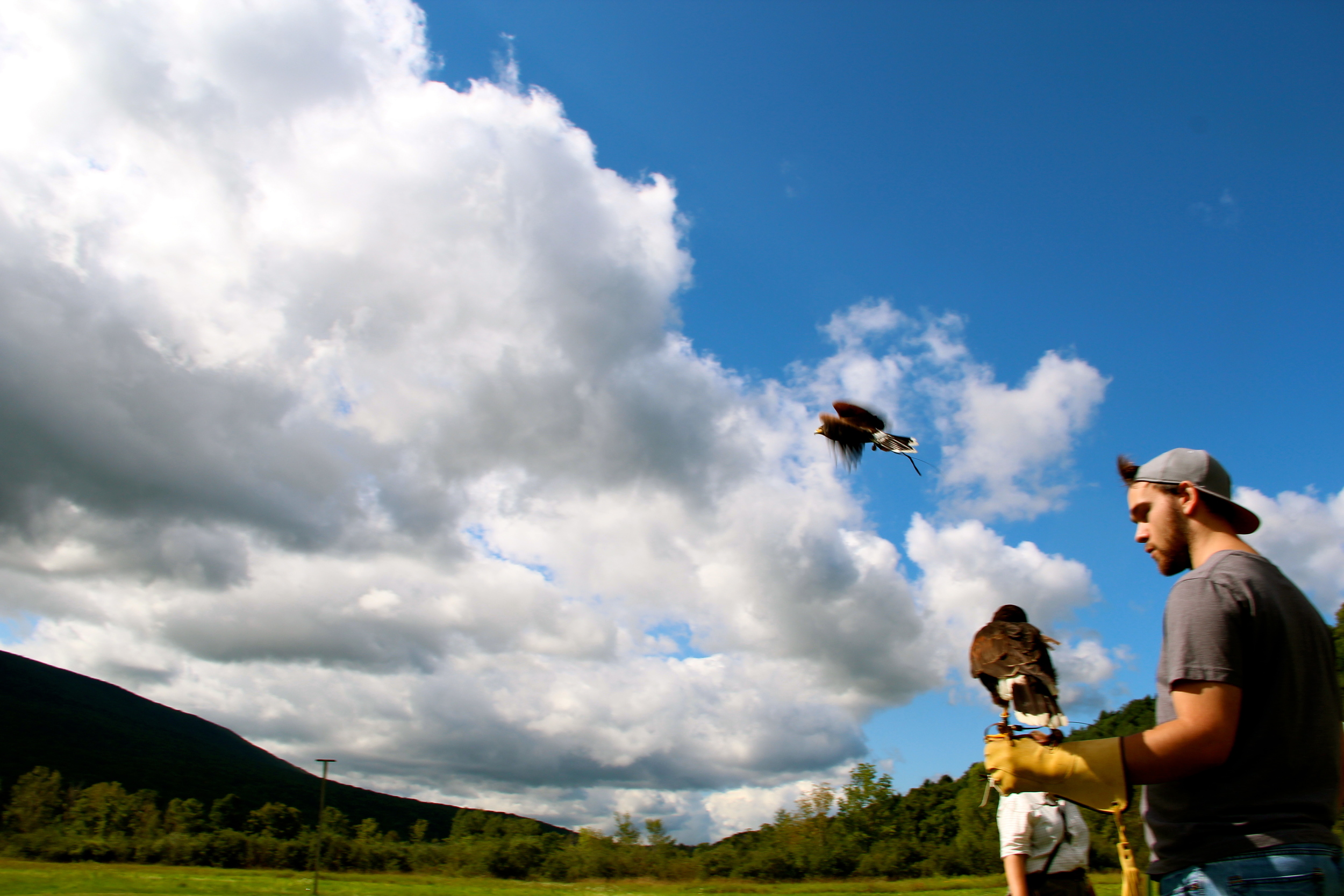 Falconry lessons