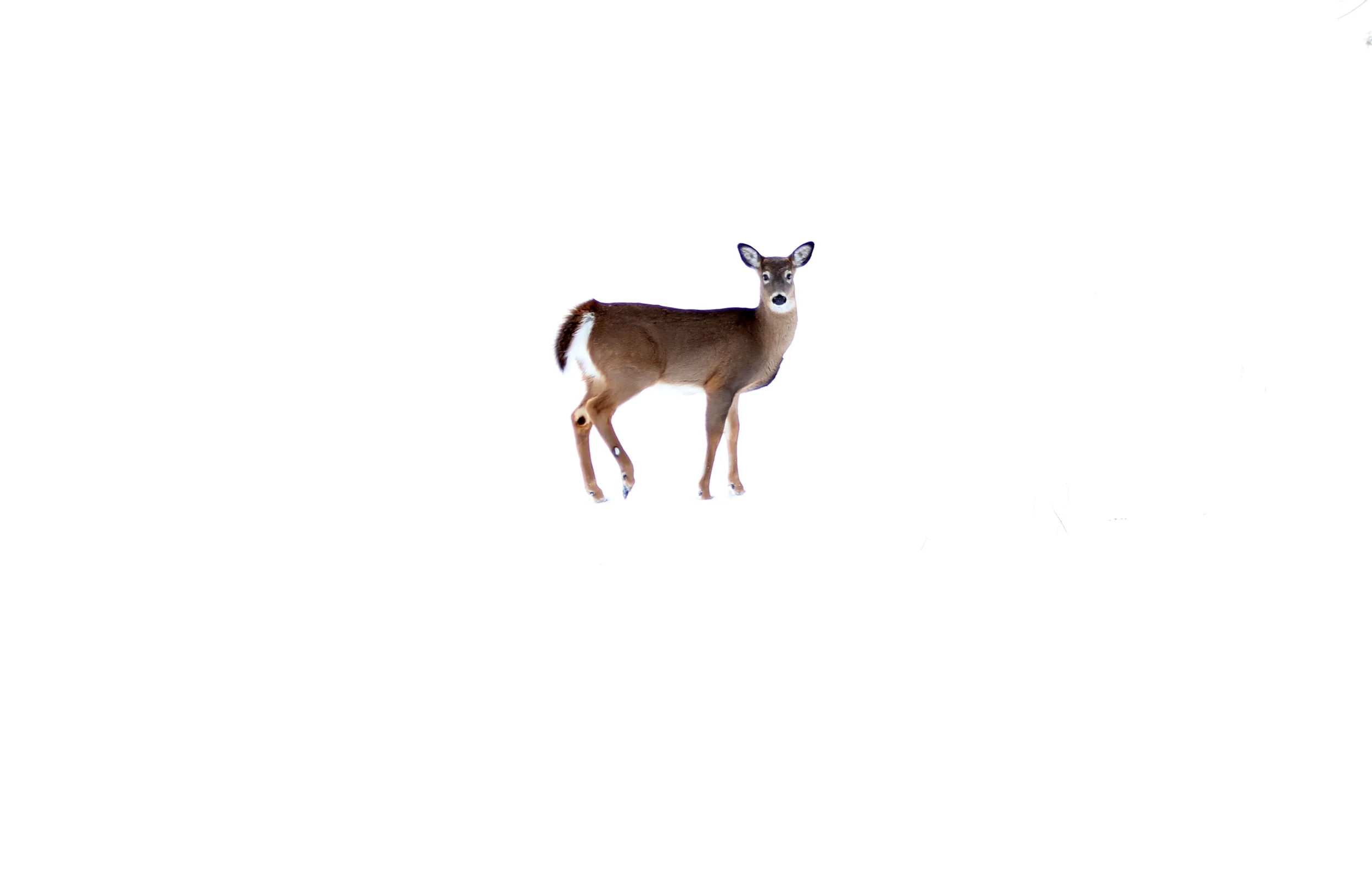White-tailed deer