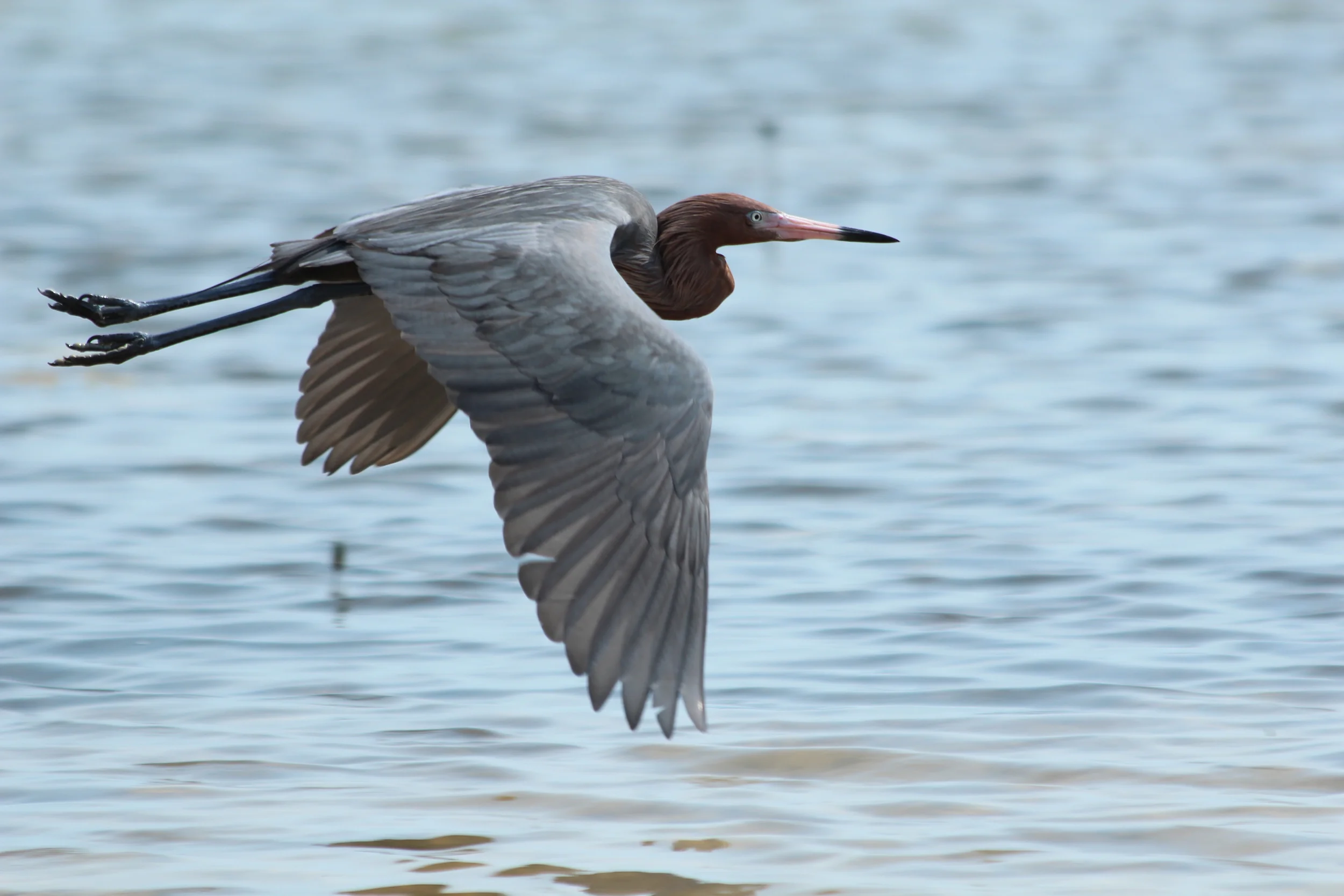 Little blue heron