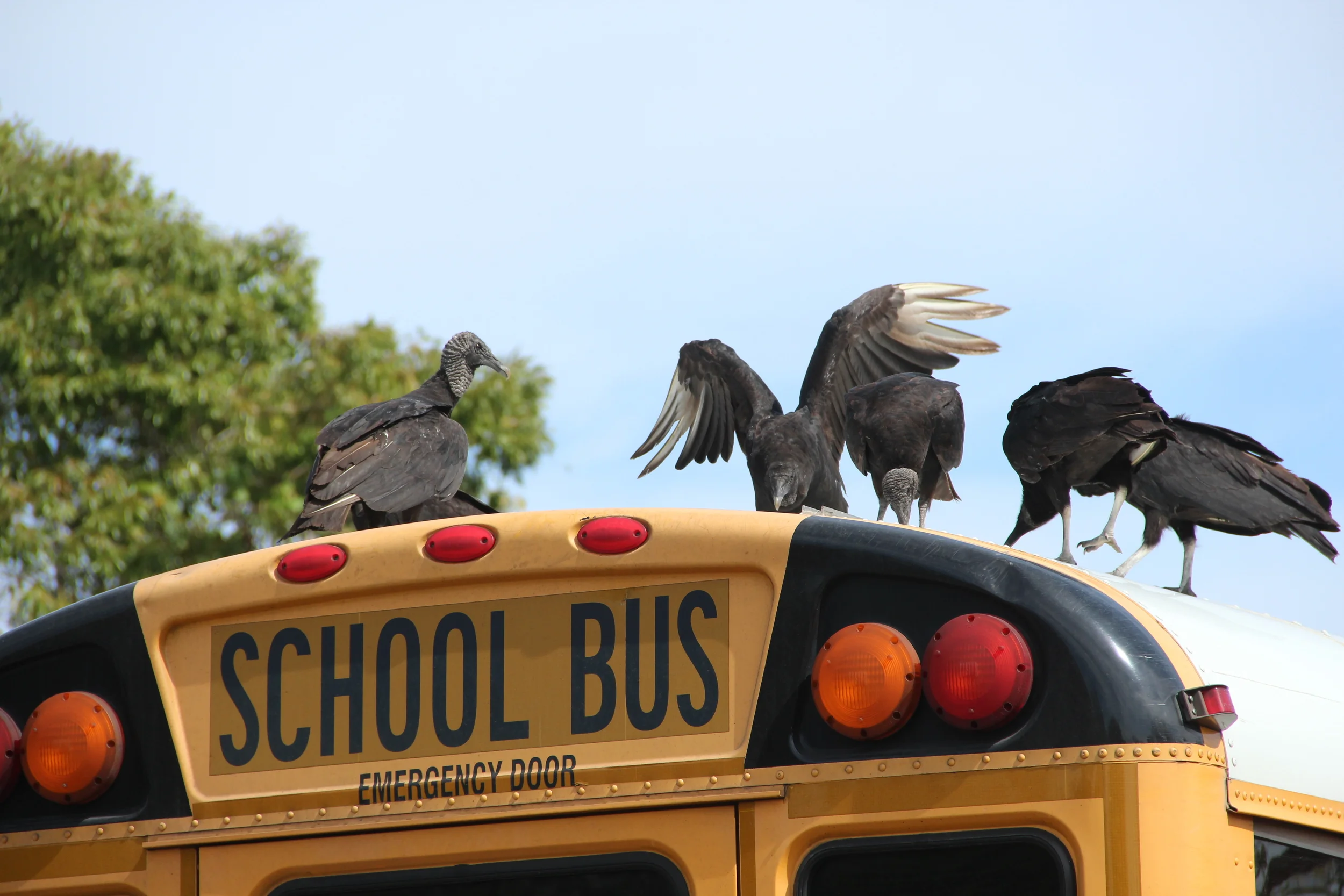 Delinquent birds