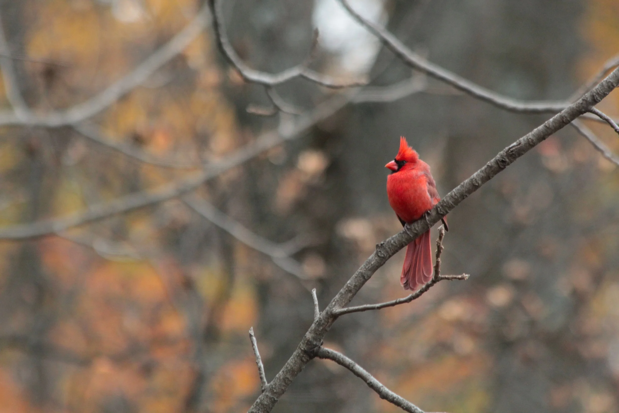Cardinal