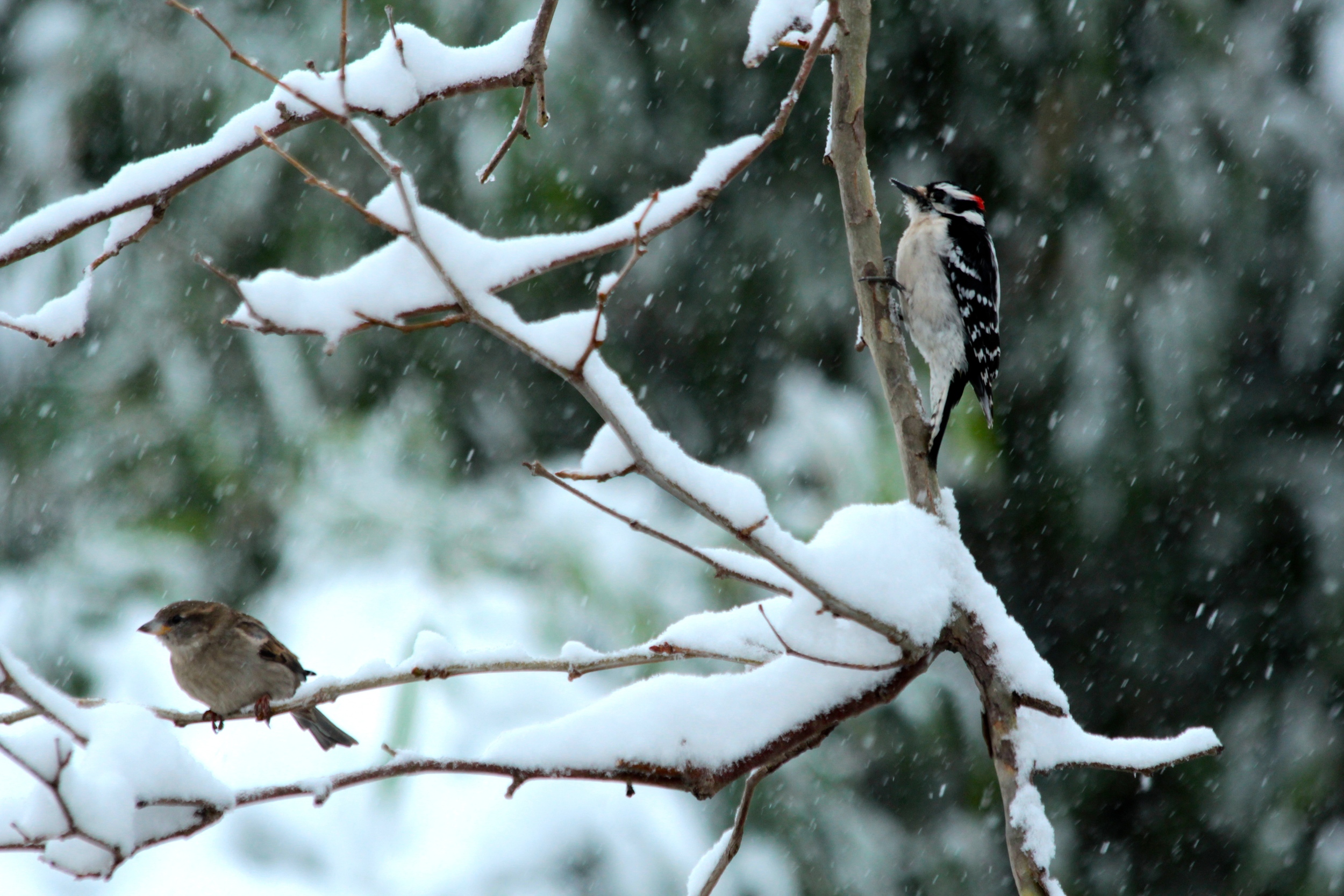 Snow storm