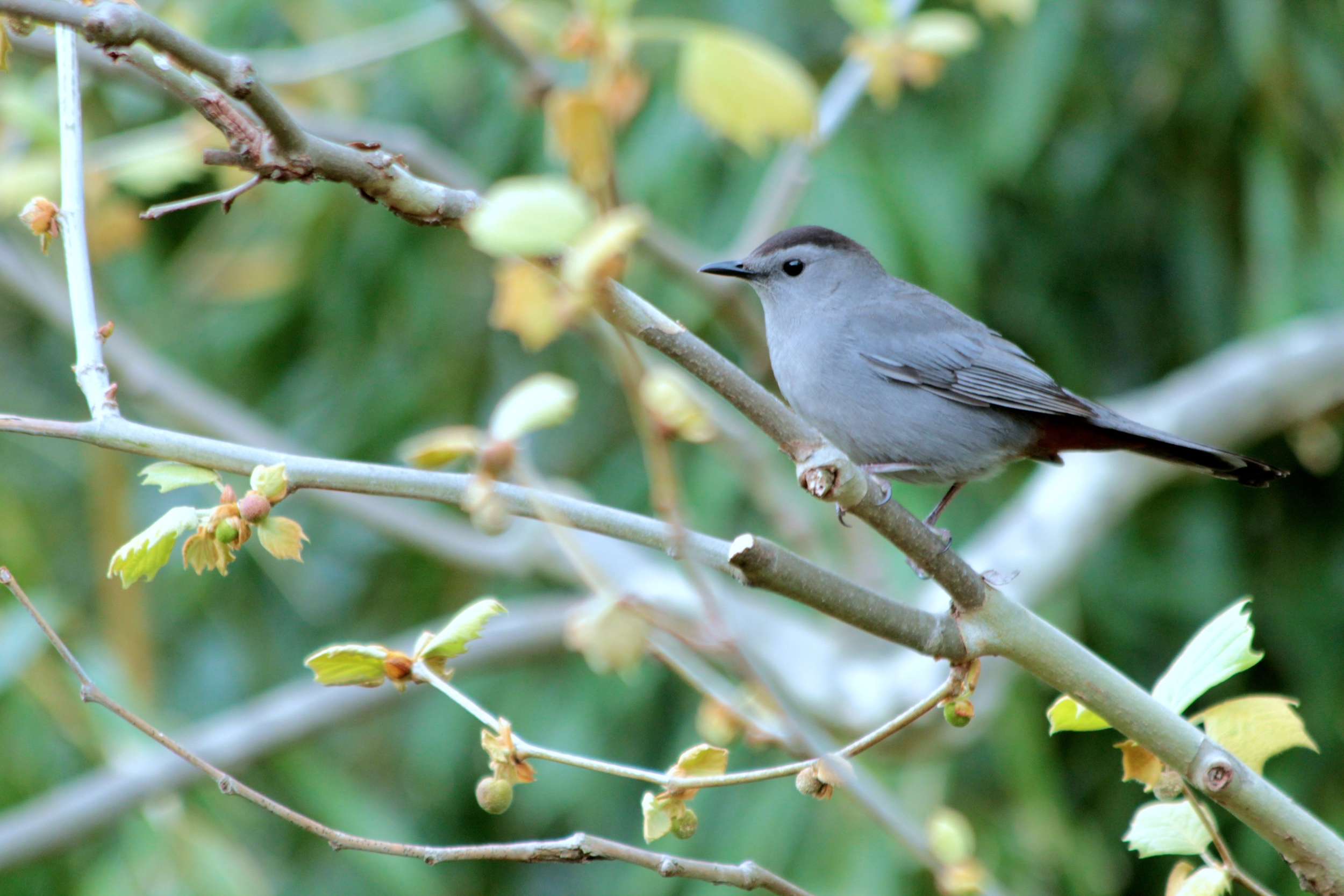 Cat bird