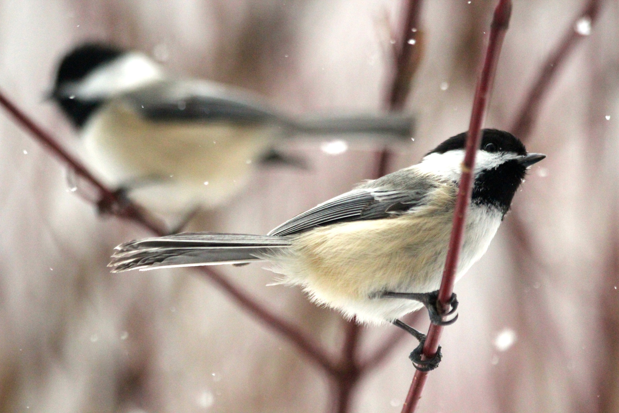 Chickadees