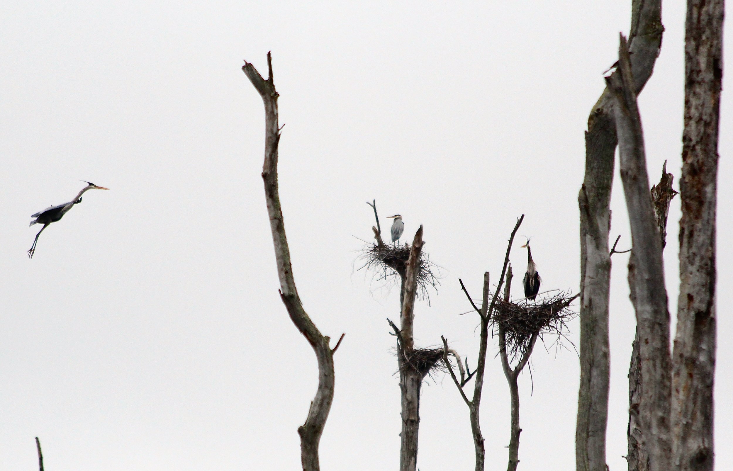 Blue heron rookery