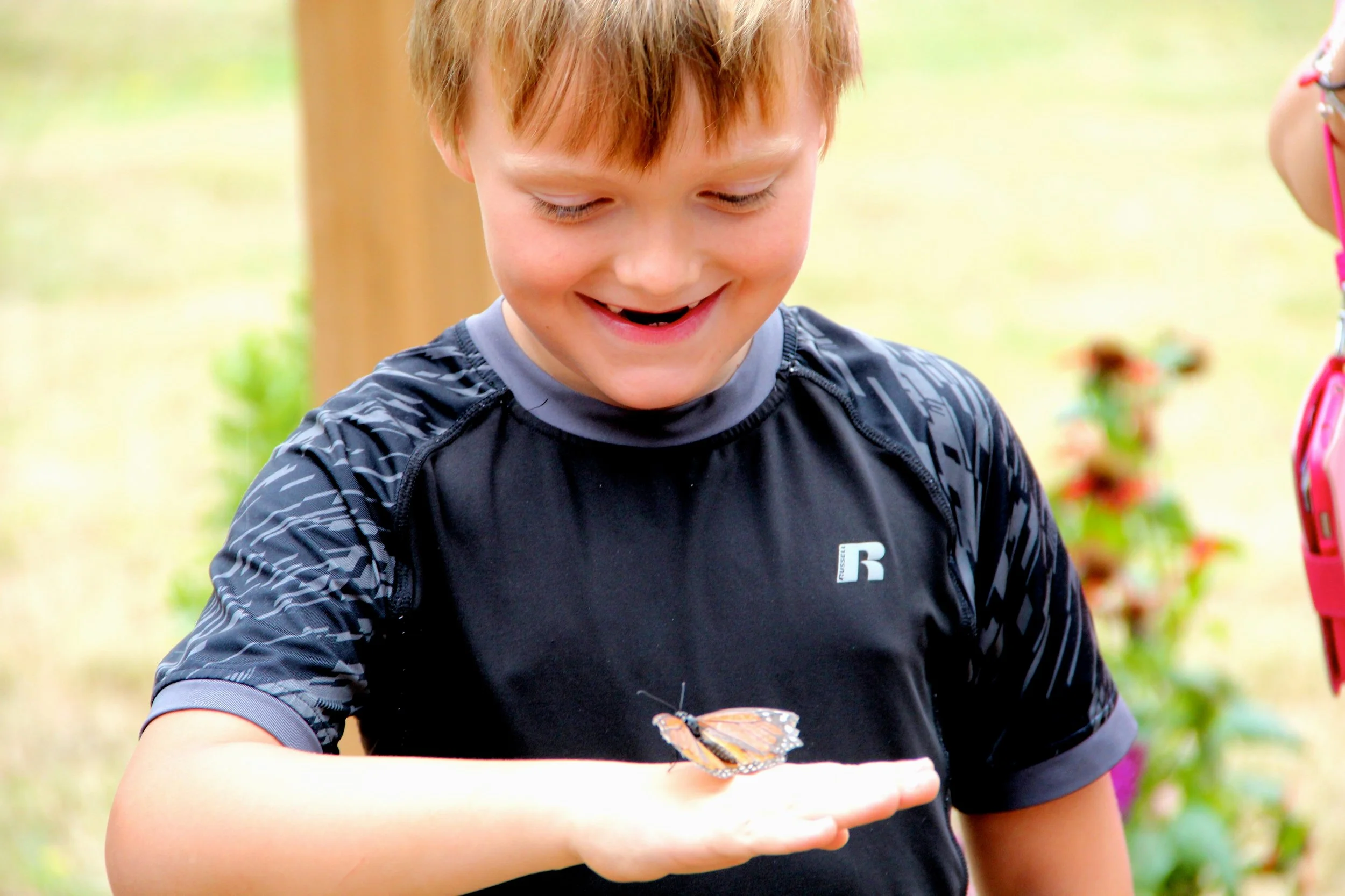 Butterfly program