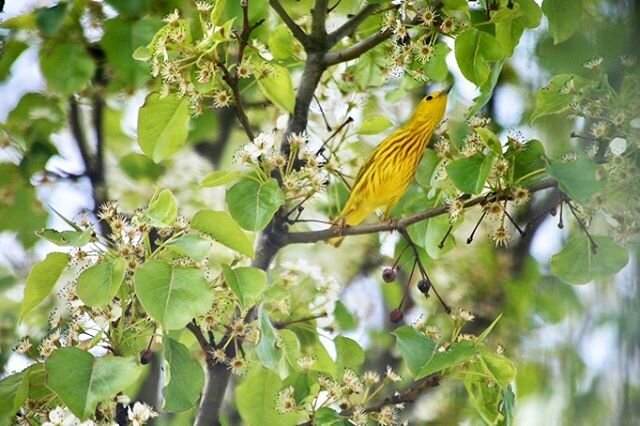 Yellow warbler 🐥